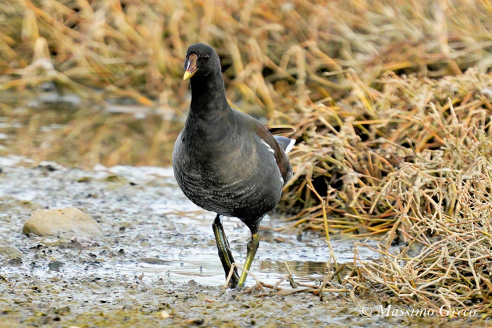 Gallinella d'acqua (Gallinula chloropus)