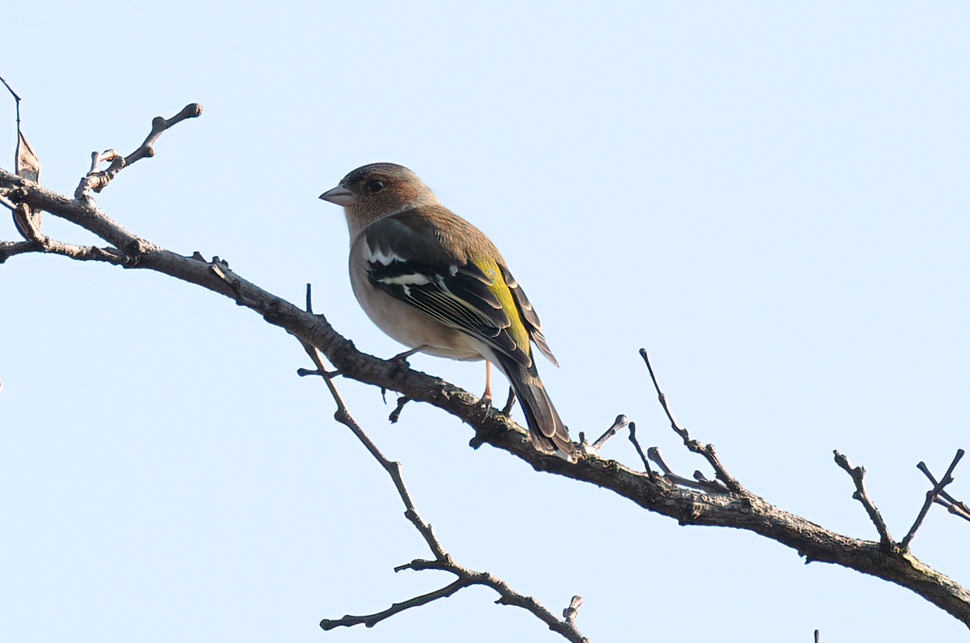 Chaffinch