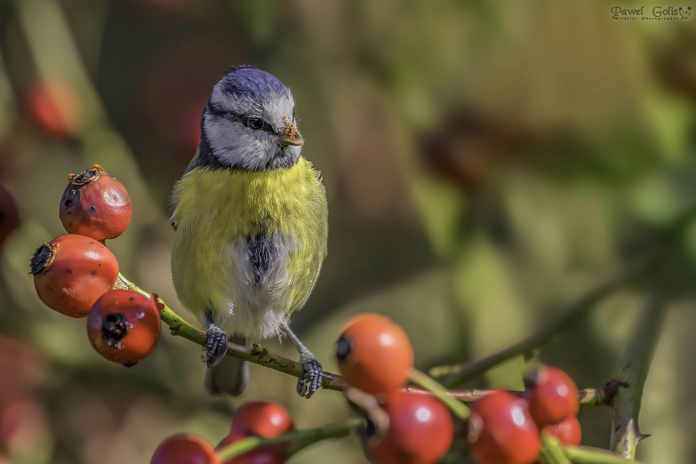 Eurasian blue tit (Cyanistes caeruleus)