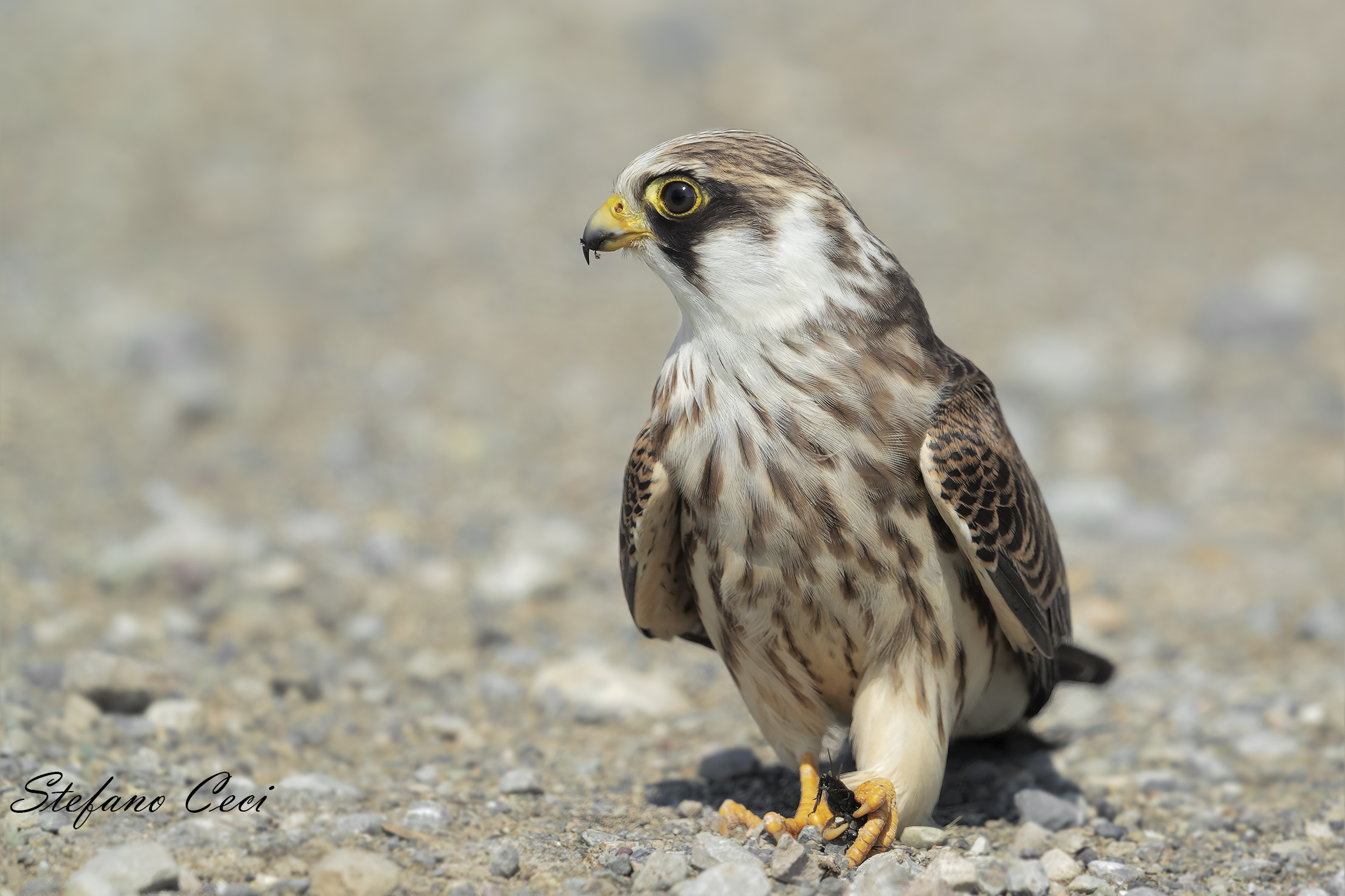 Falco Cuculo giovane