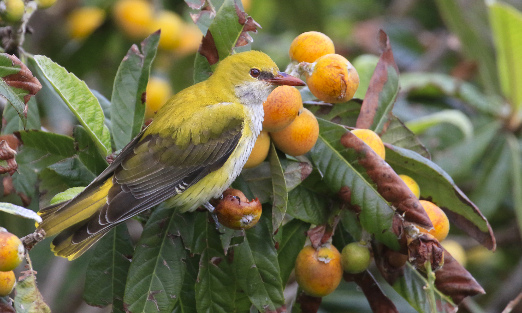 il rigogolo e le nespole