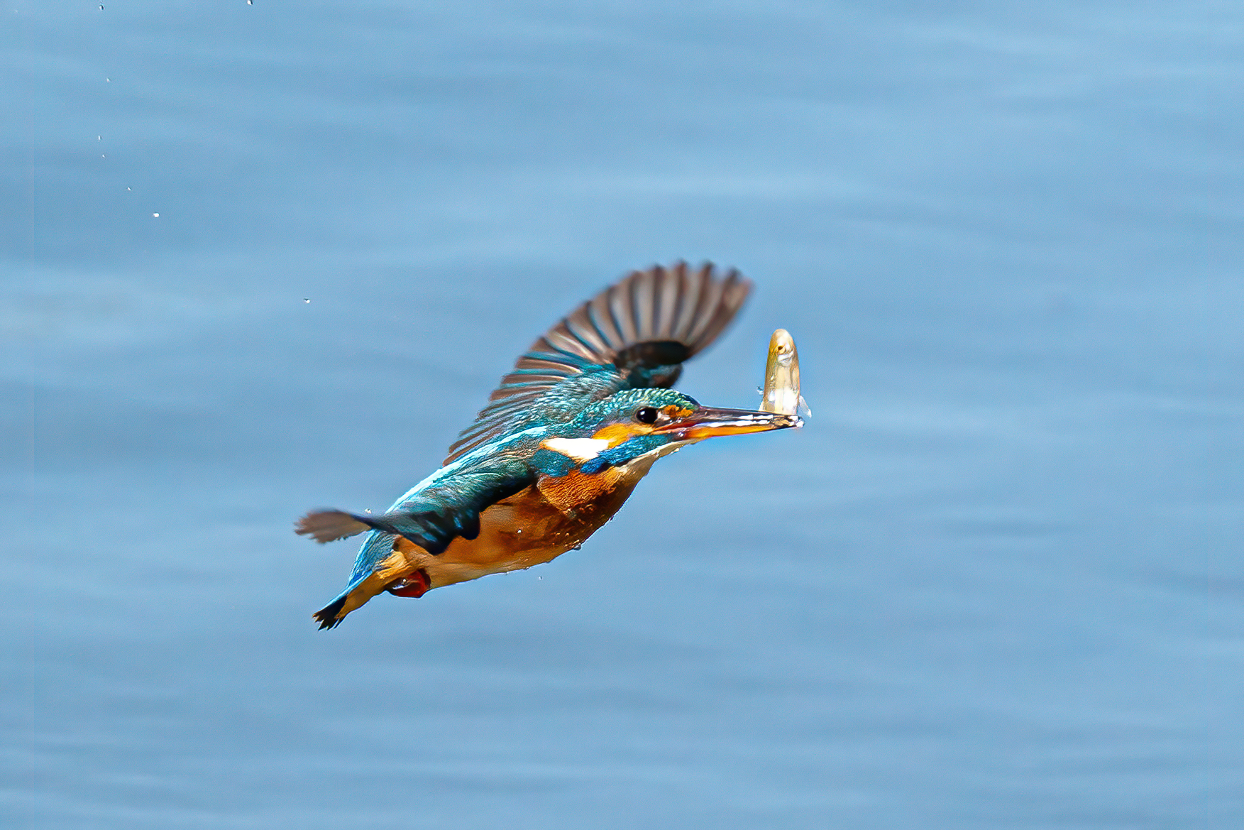 Martin Pescatore Femmina a caccia
