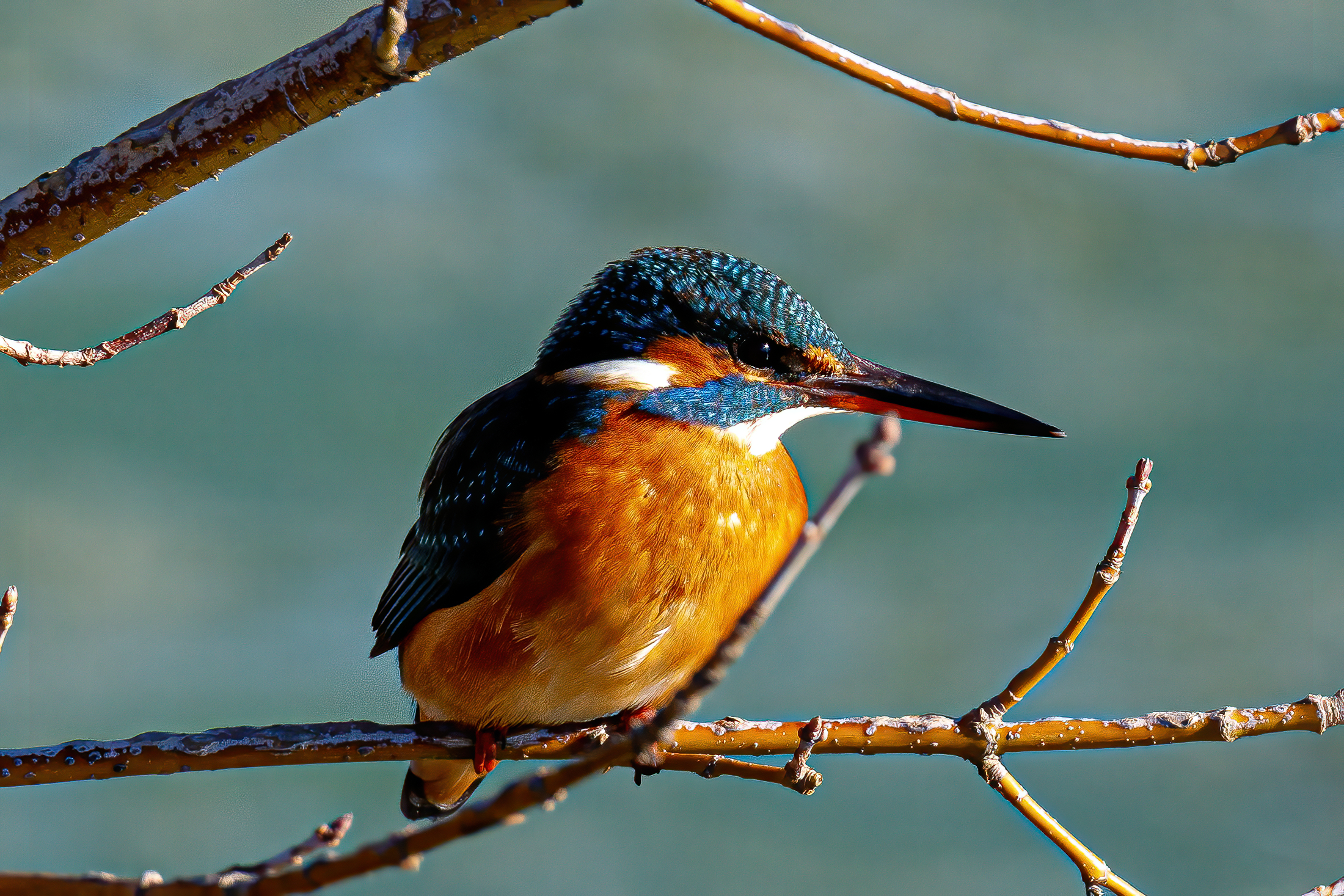 Martin Pescatore Femmina