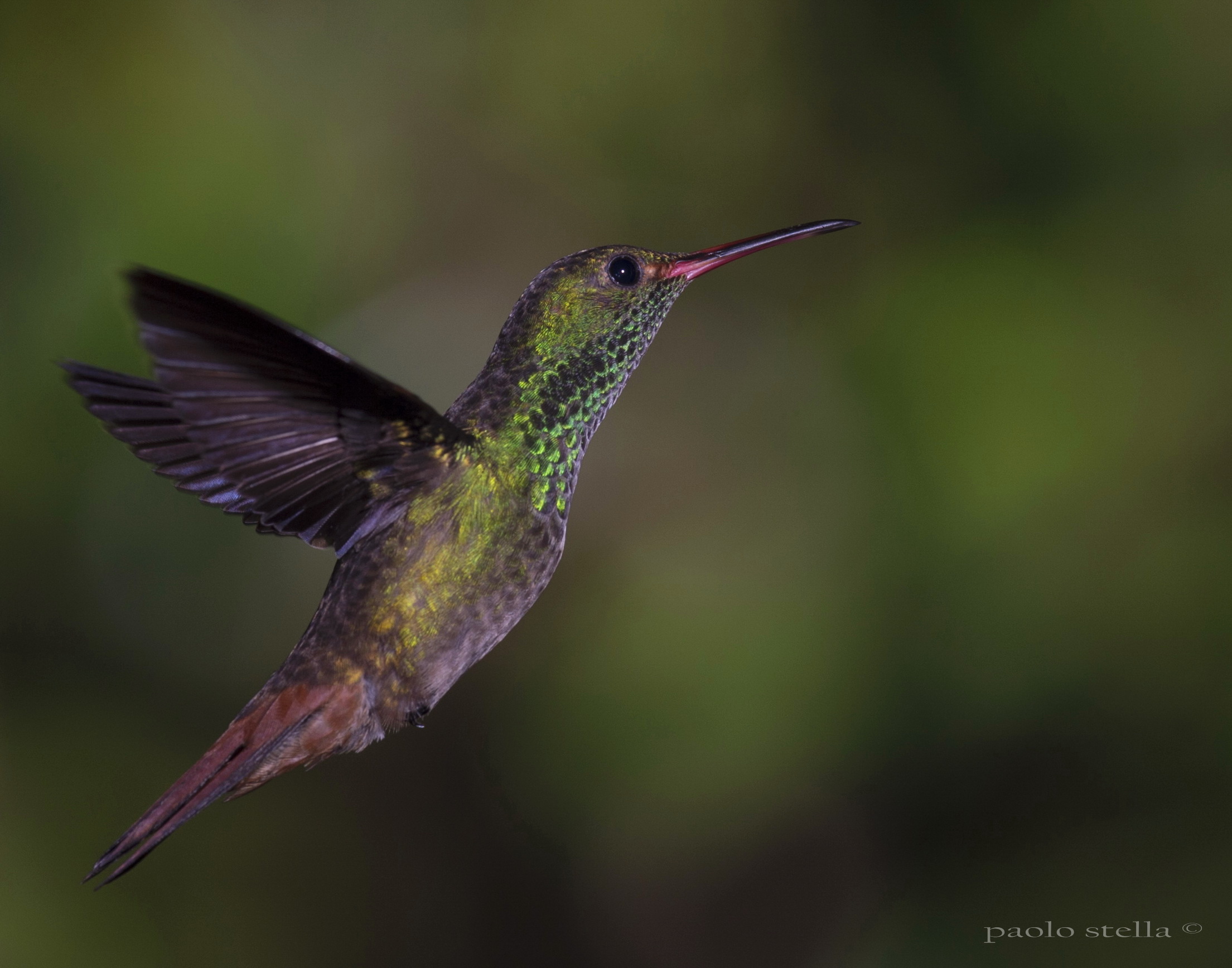 Bronze-tailed Hummingbird Plumeteleer