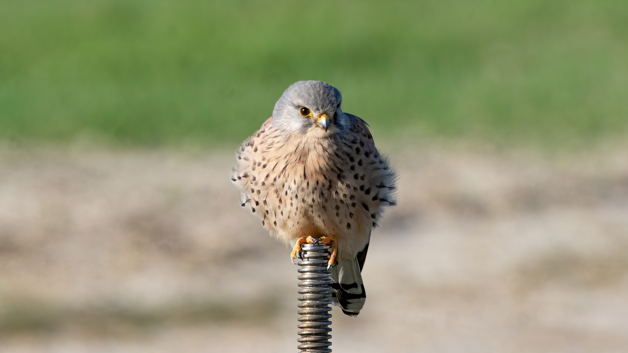 Kestrel