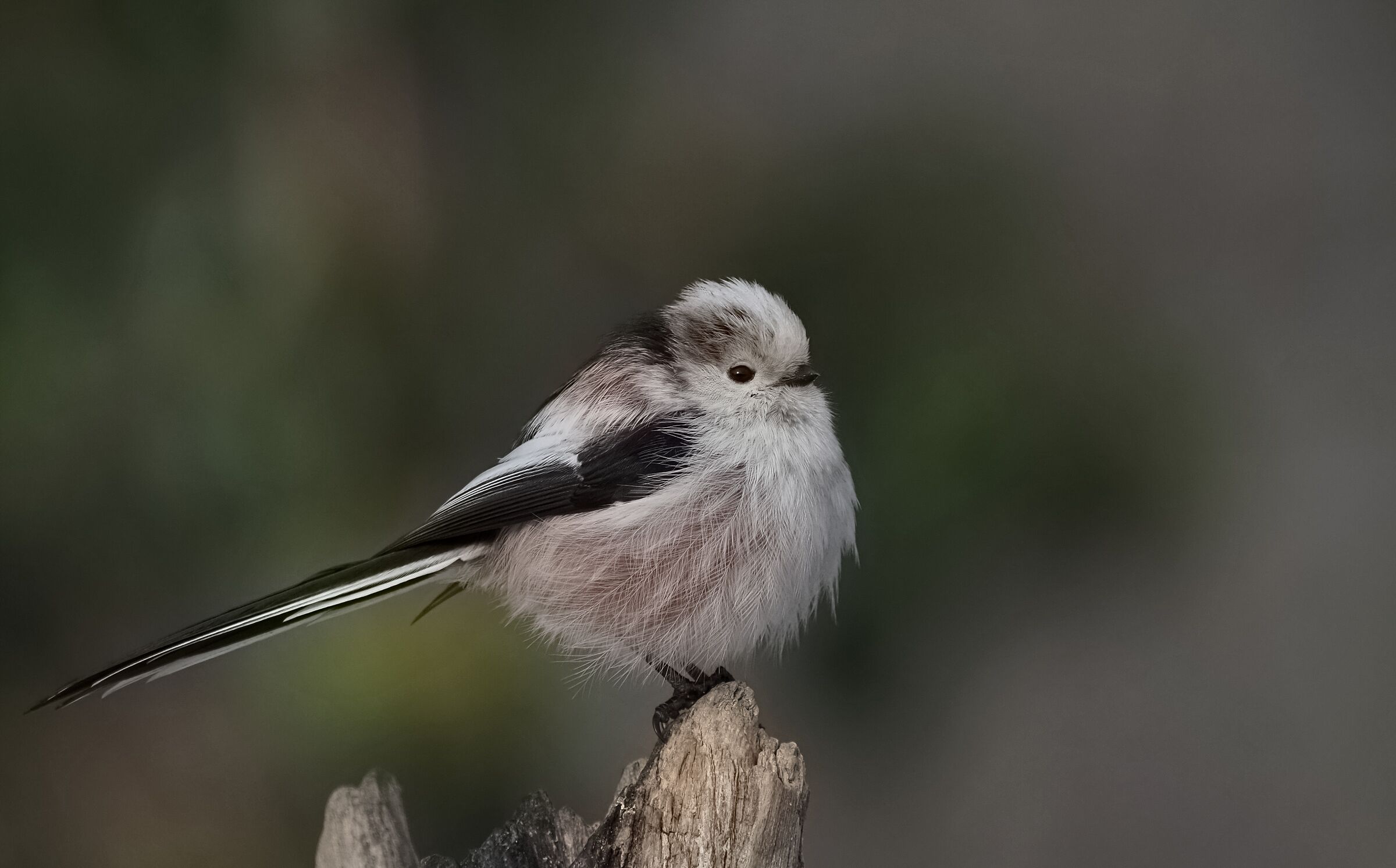 Che freddo... barbino!