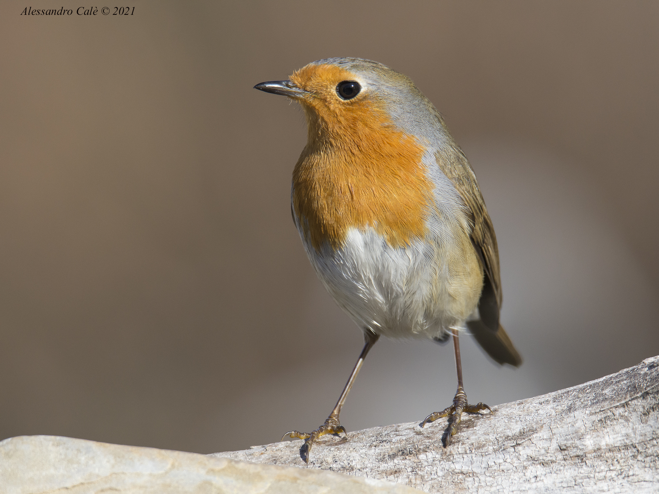 Erithacus nubecola (Petirosso) 8043
