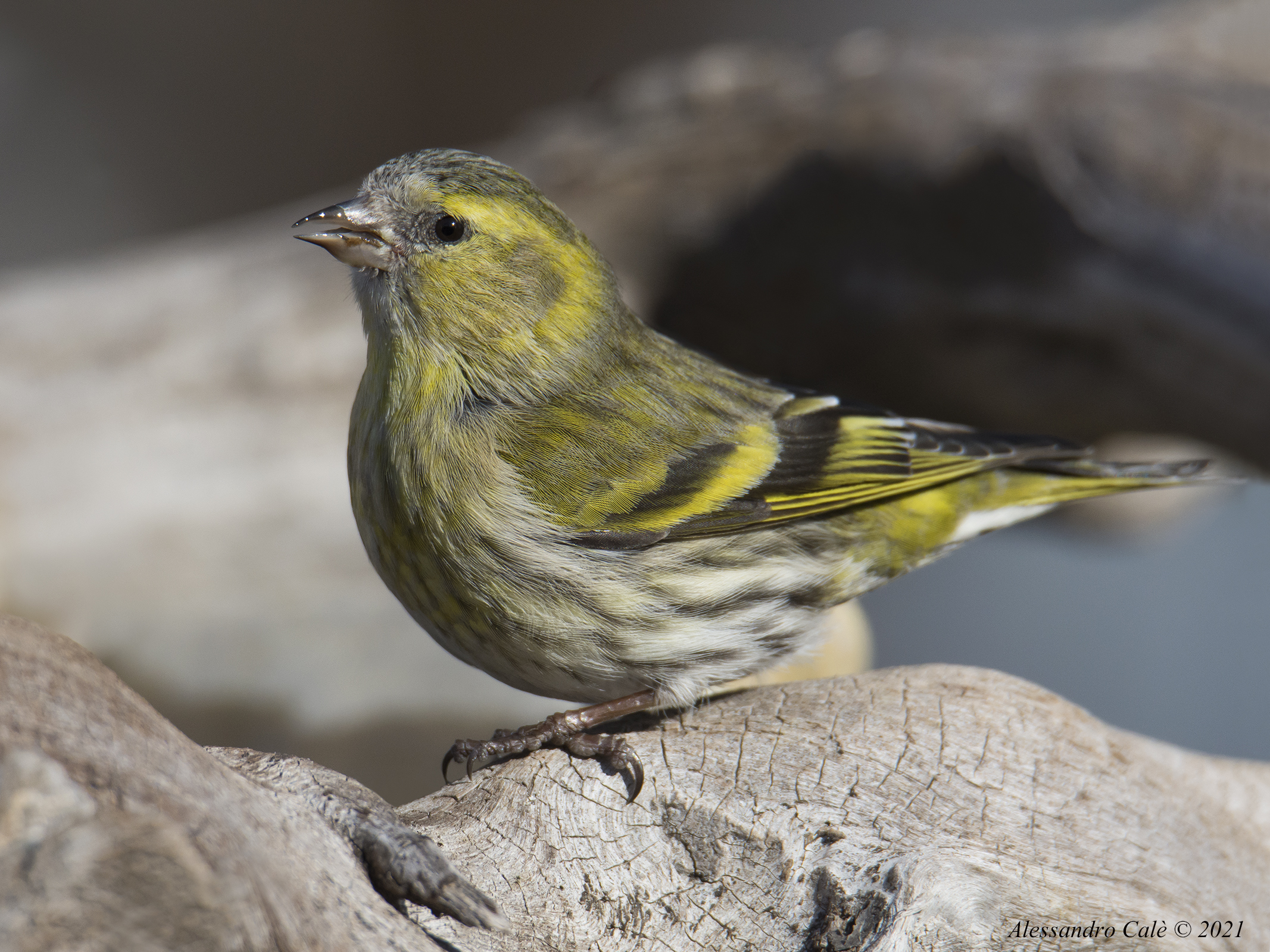 Carduelis spinus (Lucherino) 8037