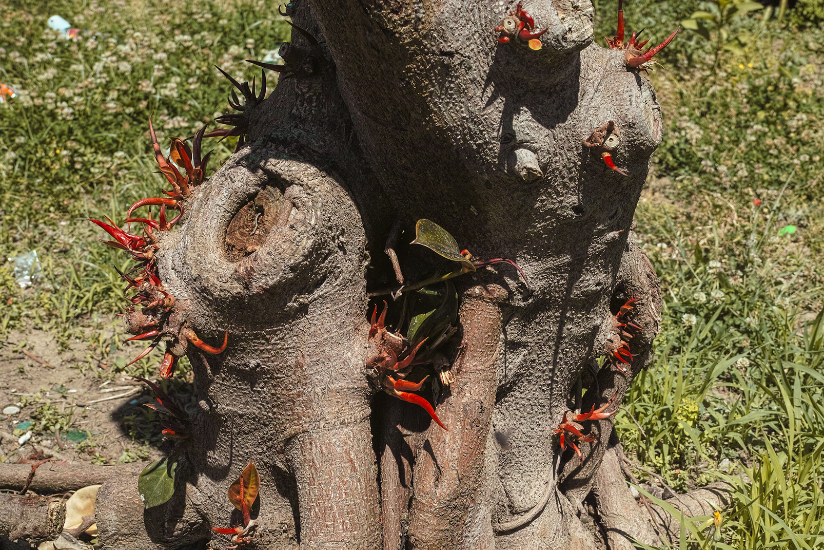 cornicelli portafortuna naturali