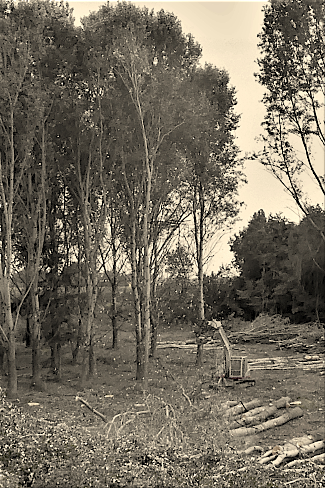 Nel silenzio assordante