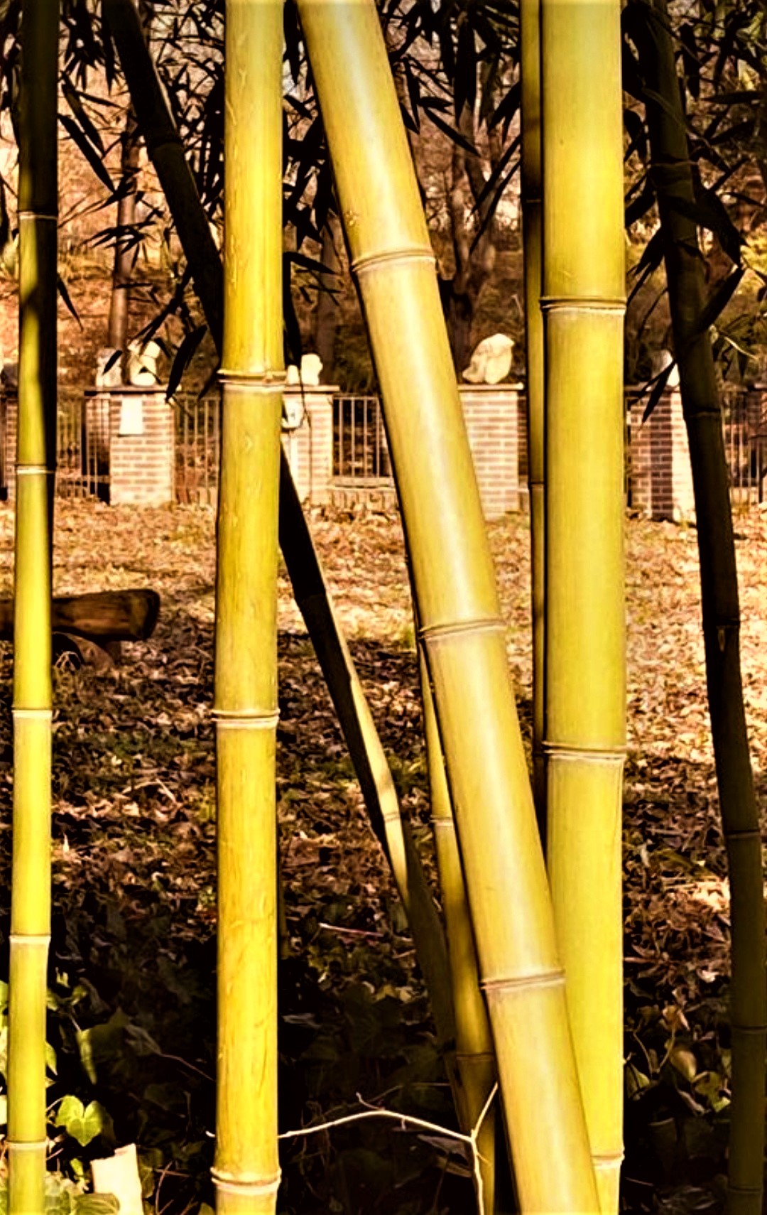 bamboo rods...