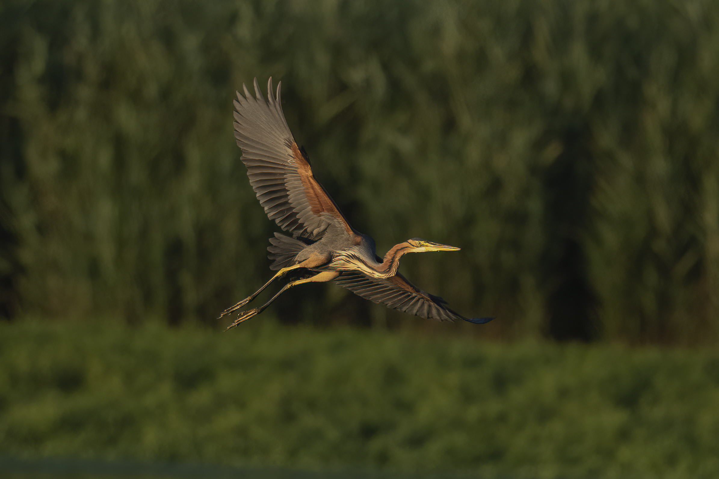 airone rosso al tramonto