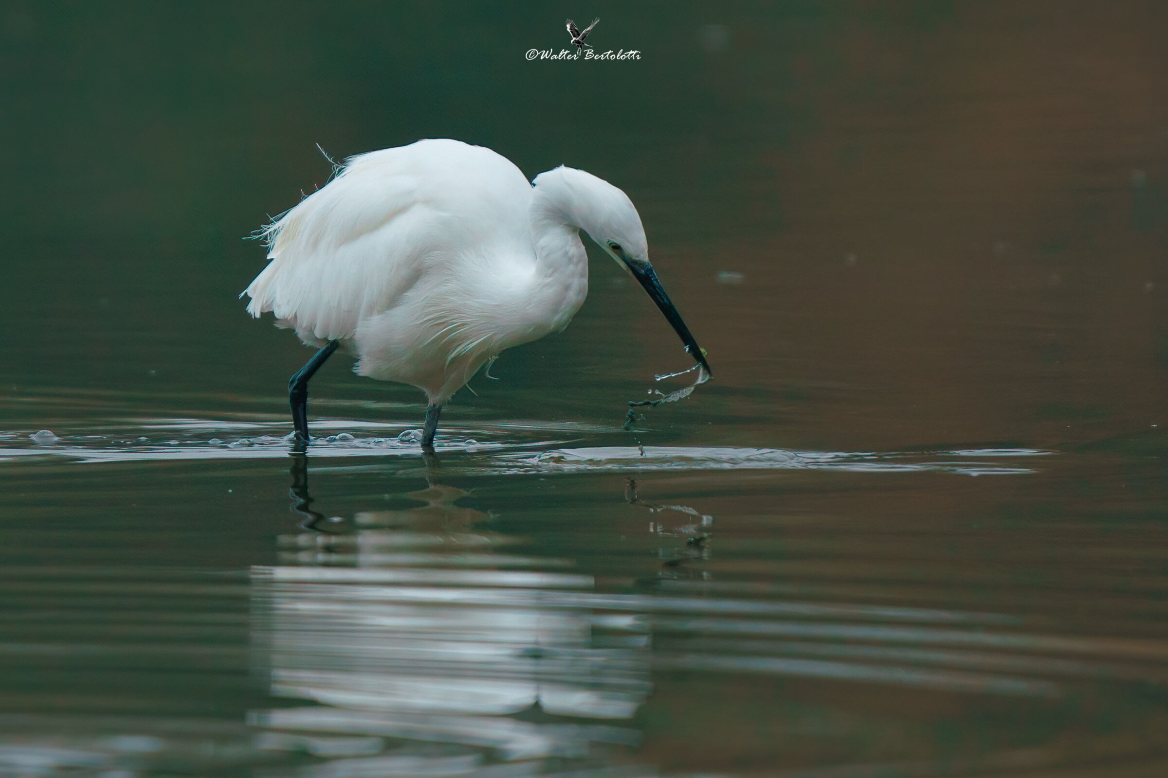fishing egret
