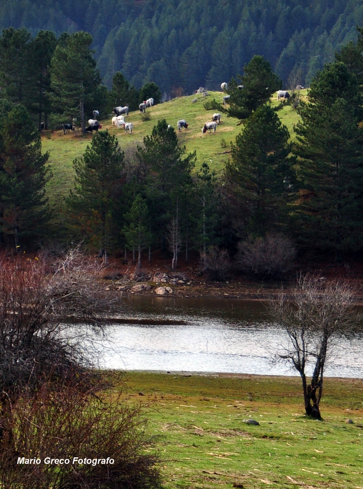 Podoliche al pascolo