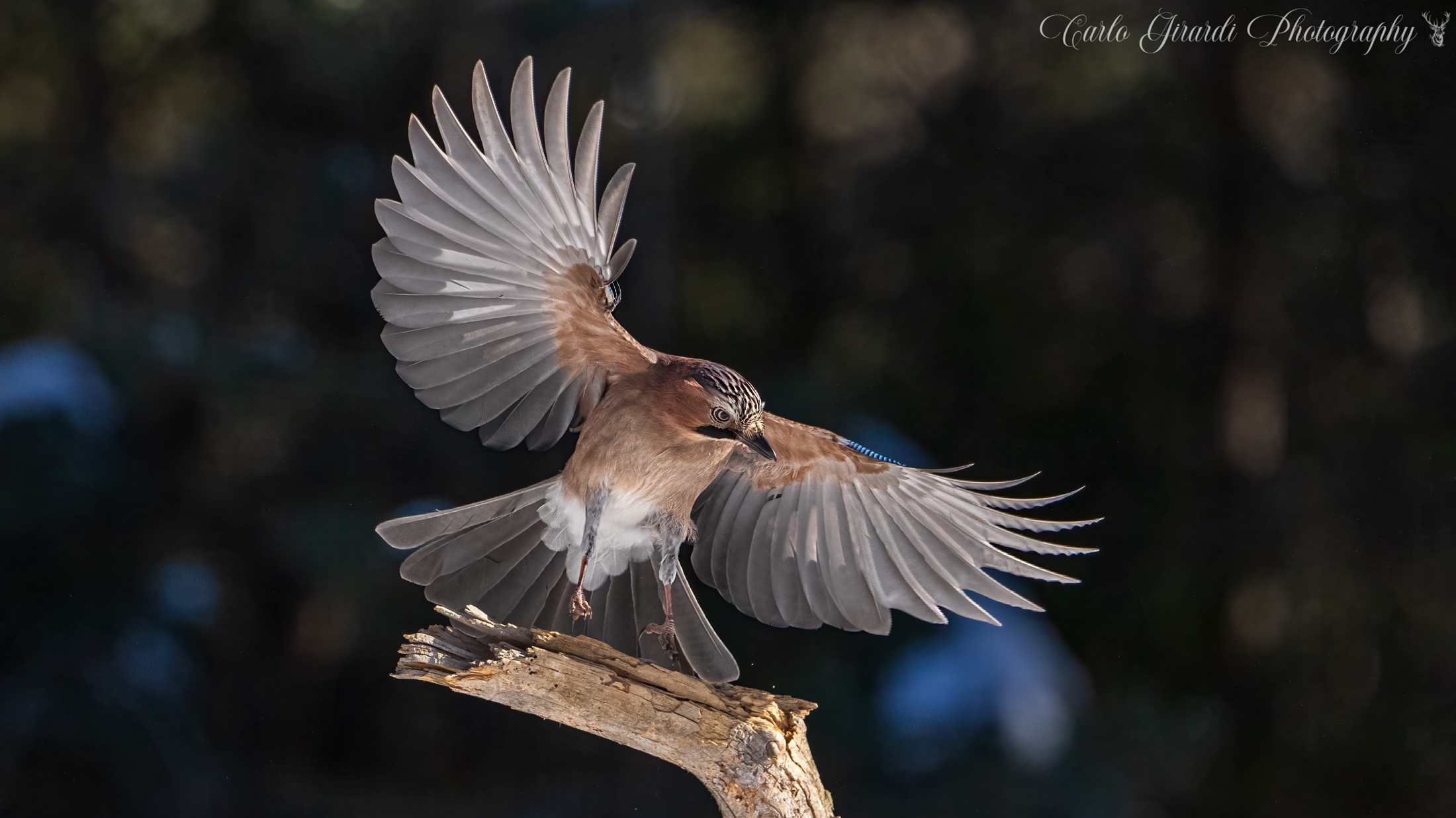 Jay