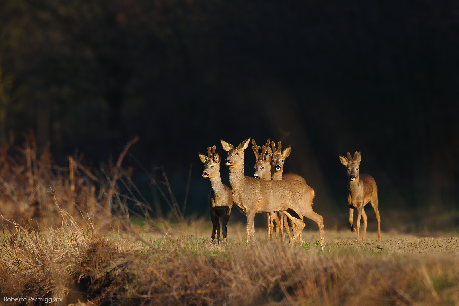 Presenze nell oscurità