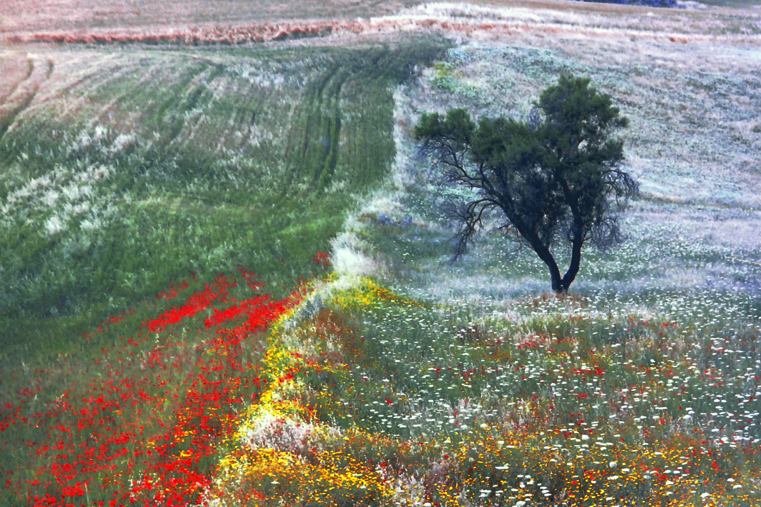 Sicilian countryside