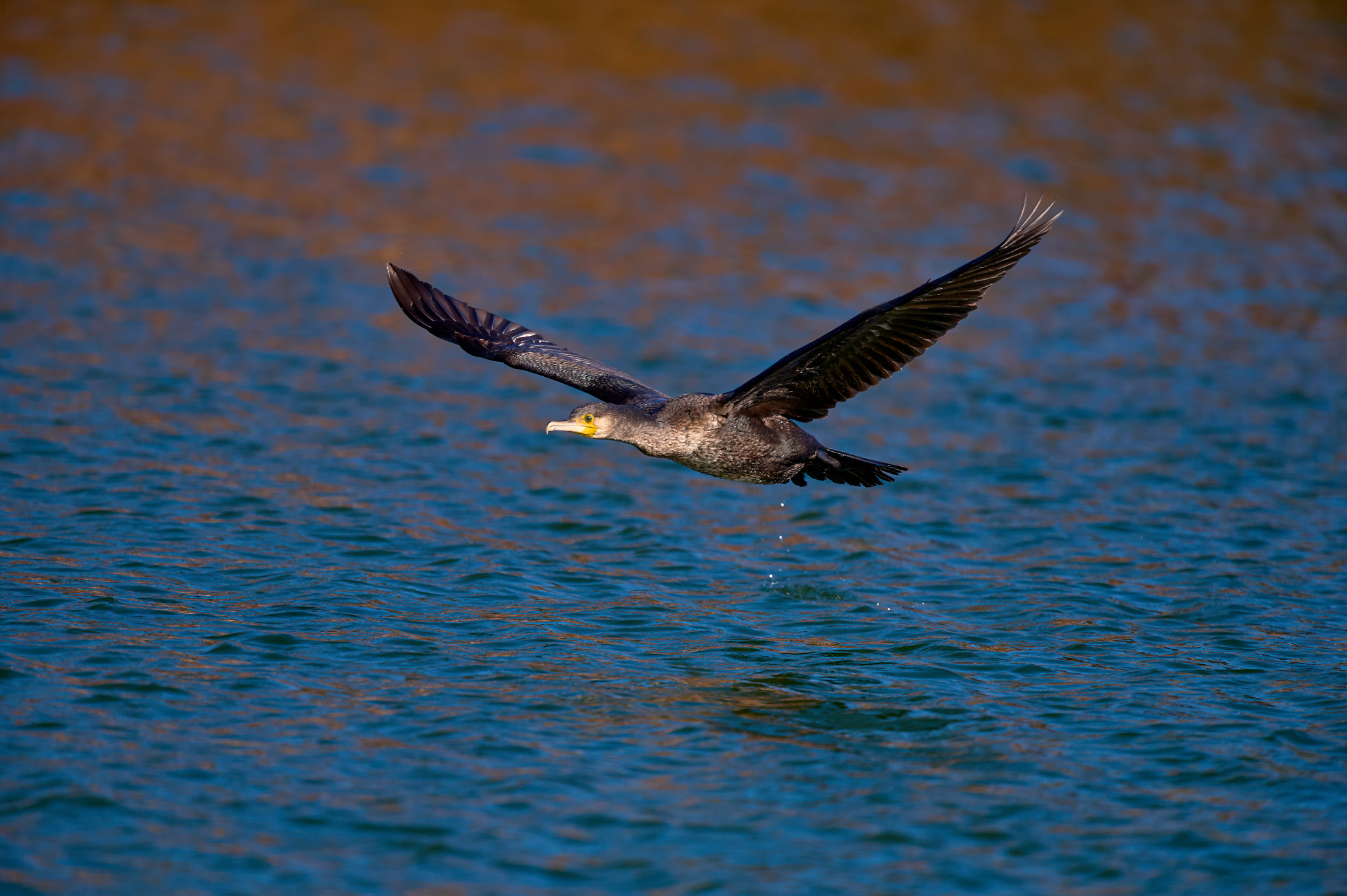 Cormorano