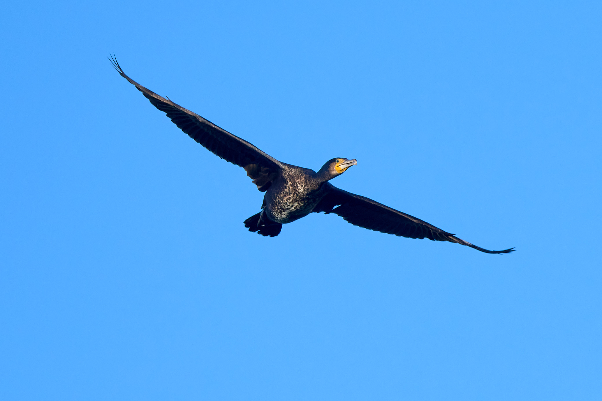 Cormorano
