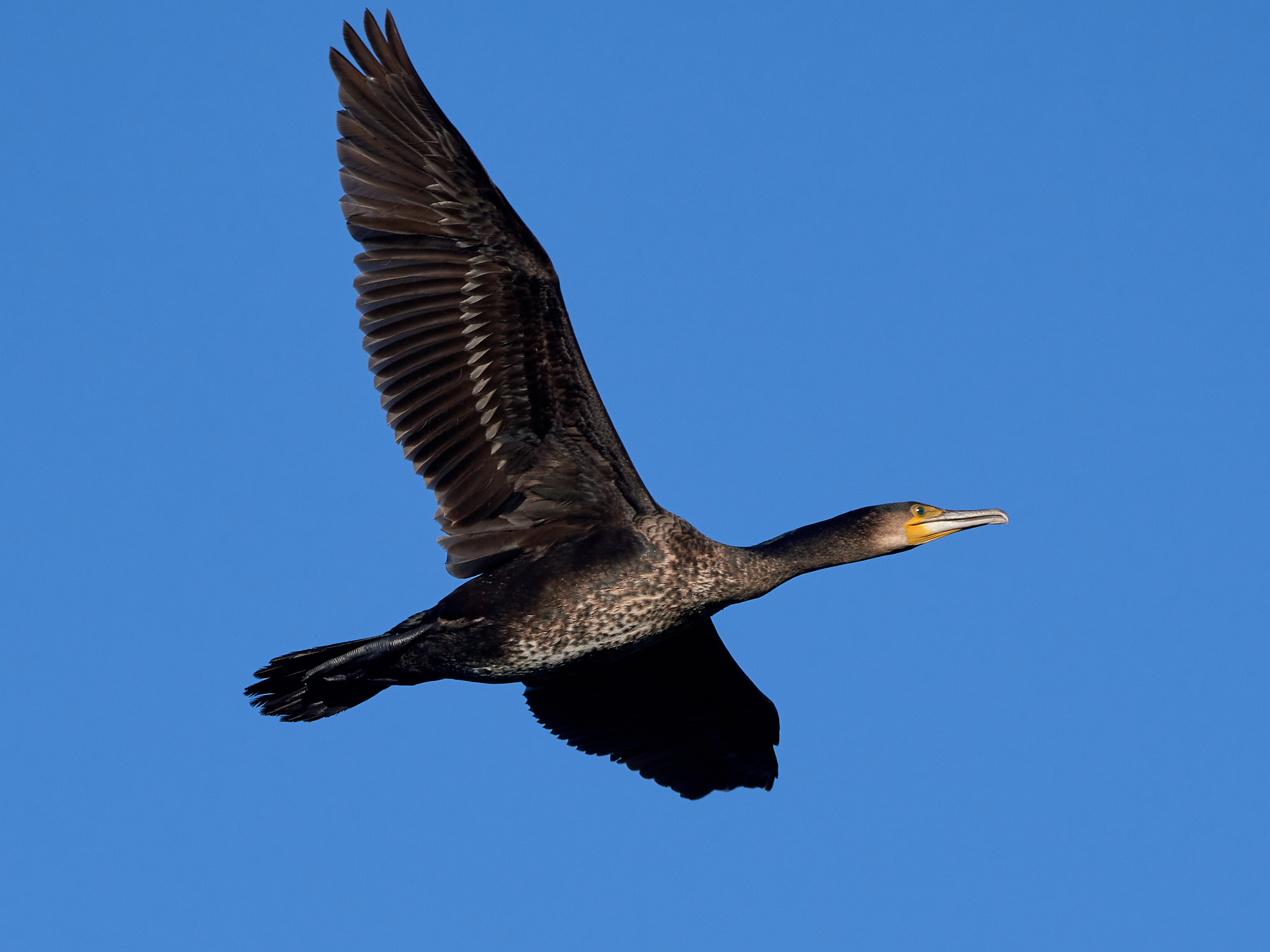 Cormorano