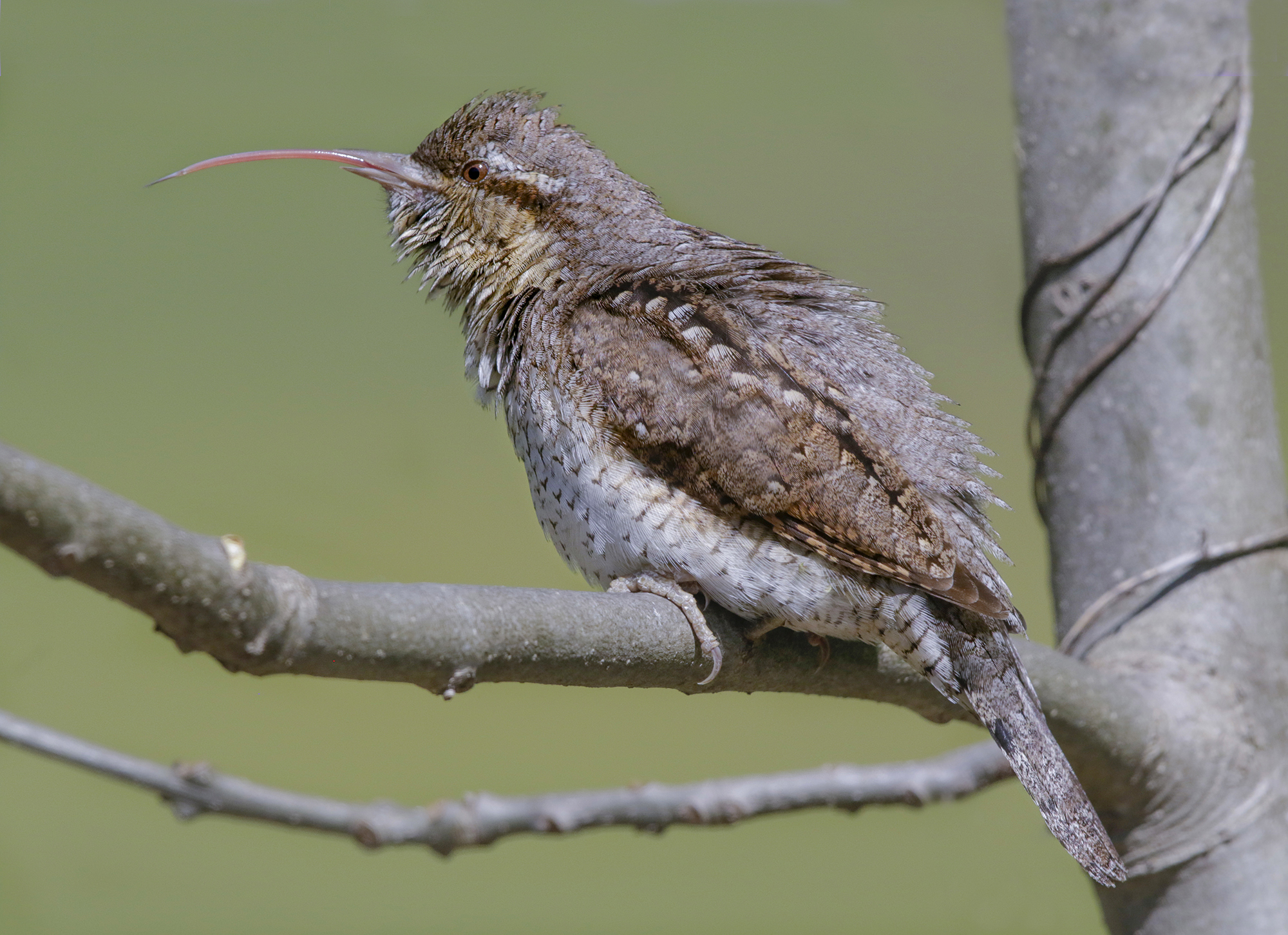 Fuori la lingua! Torcicollo