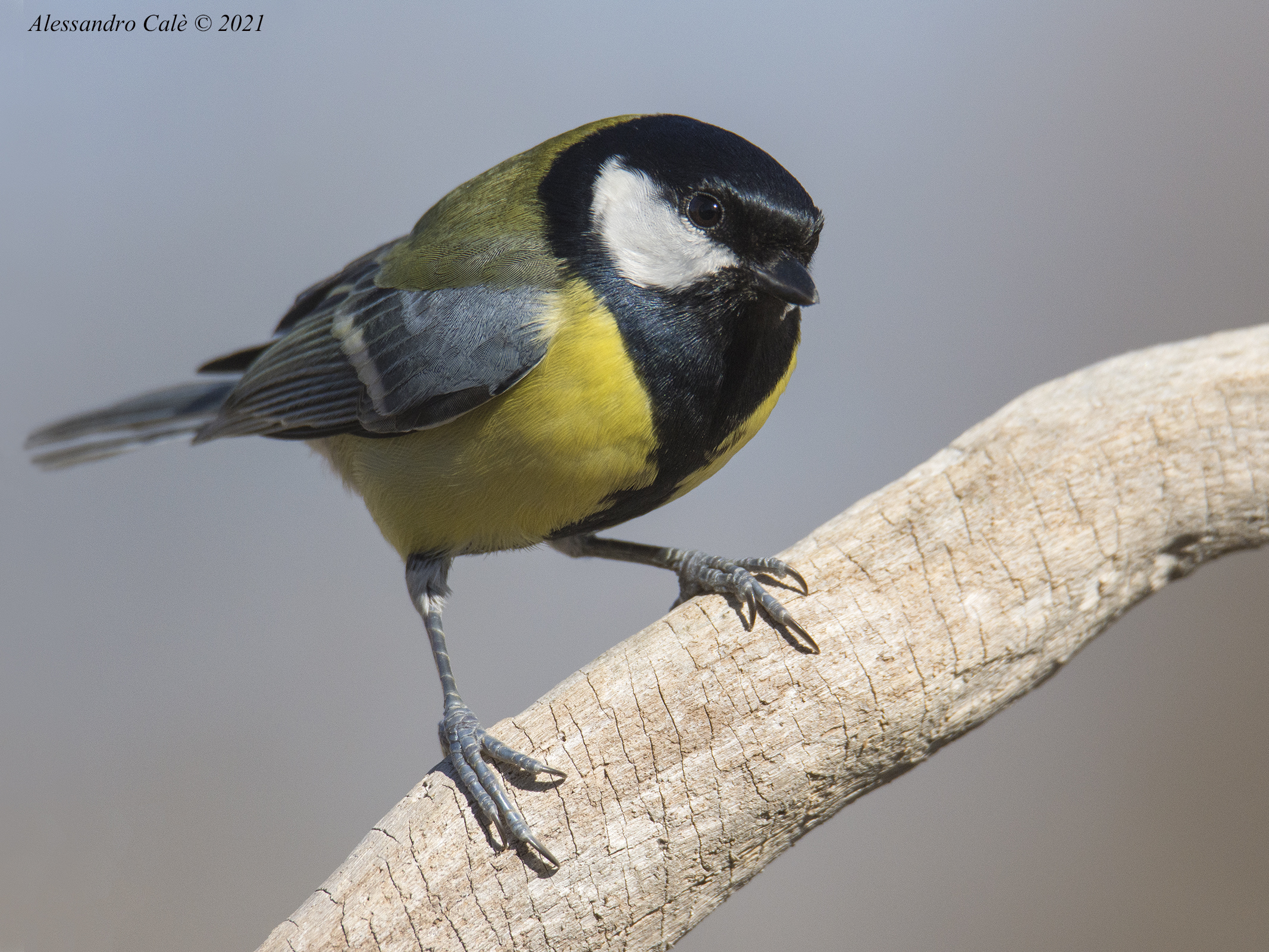 Parus major (Cinciallegra) 8098