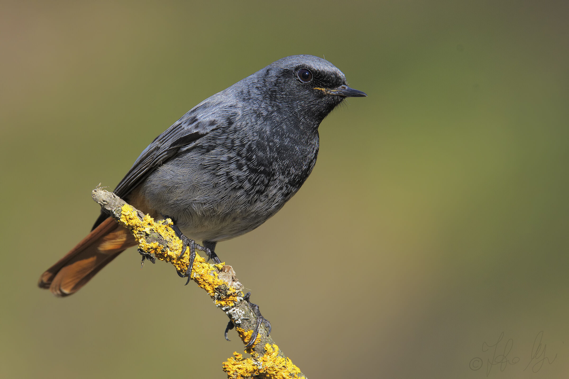 Codirosso spazzacamino