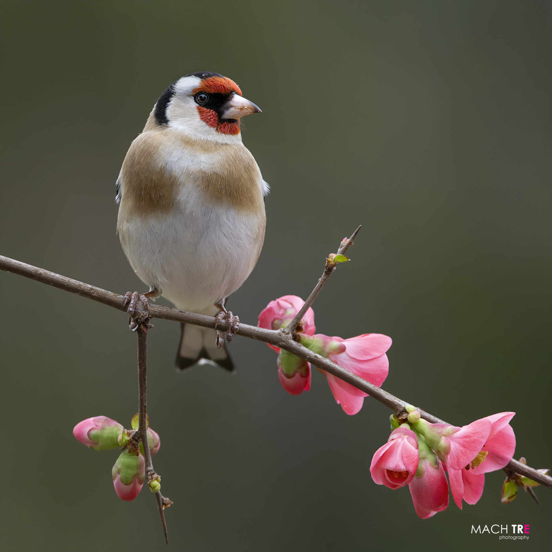 Goldfinch (Carduelis carduelis)