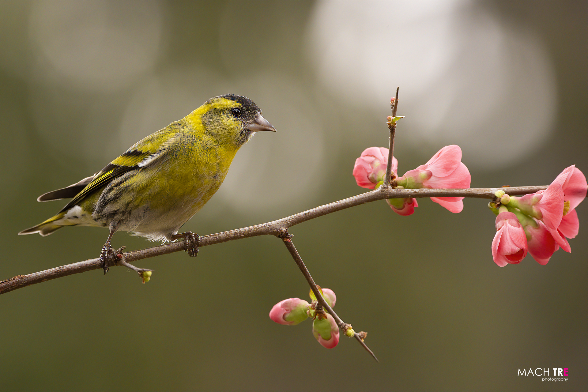 Lucherin (Carduelis spinus)