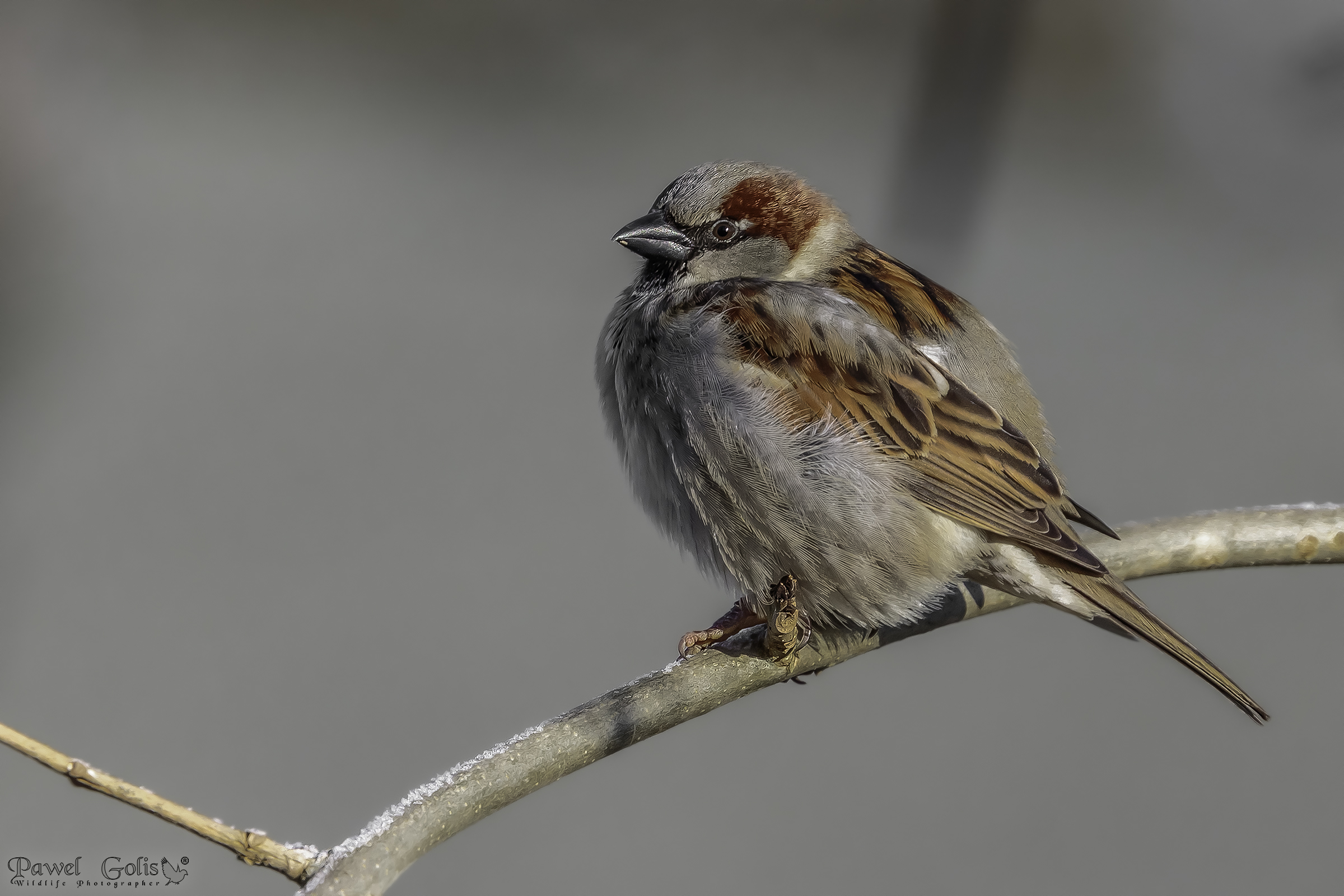 House sparrow (Passer domesticus)