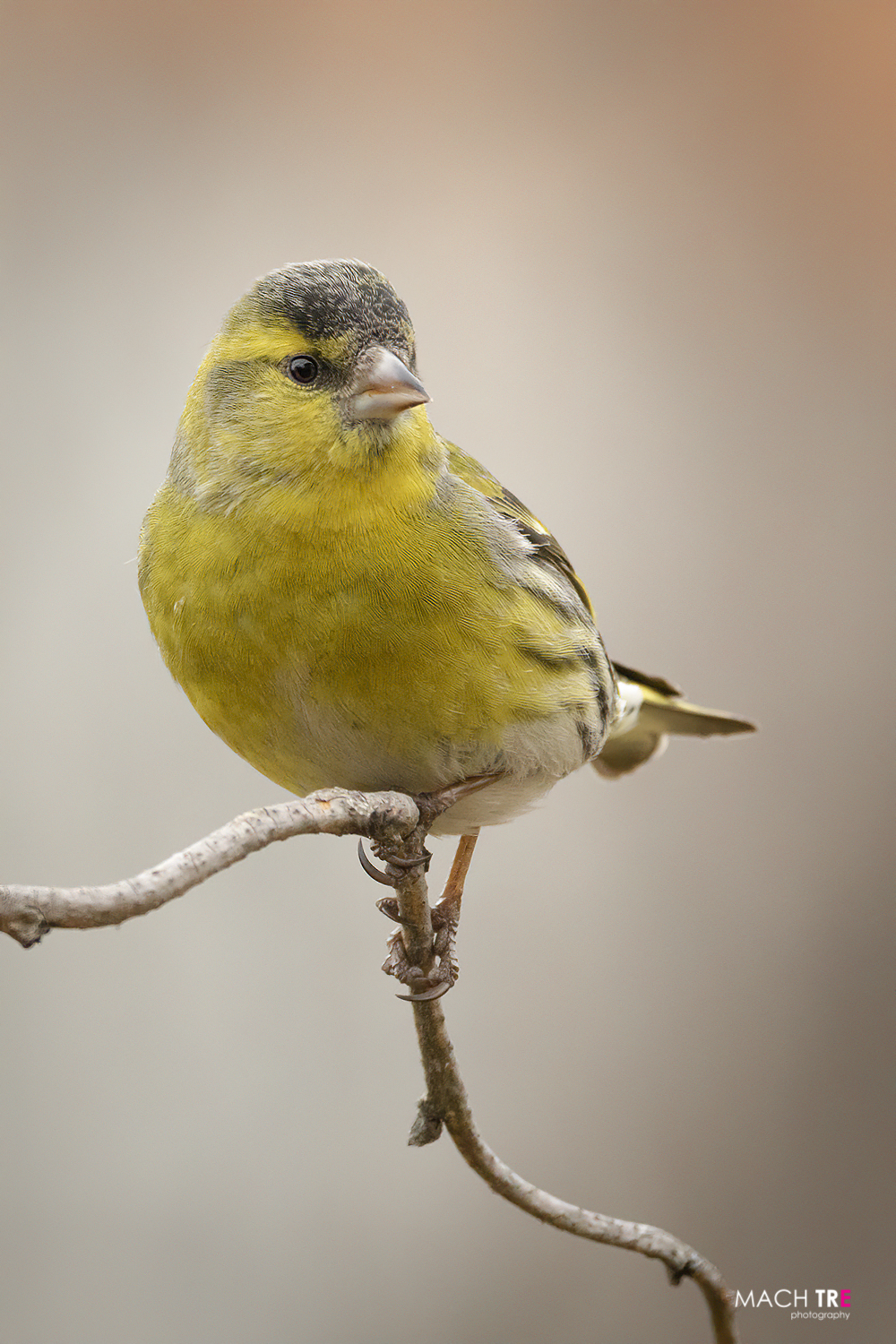 Lucherin (Carduelis spinus)
