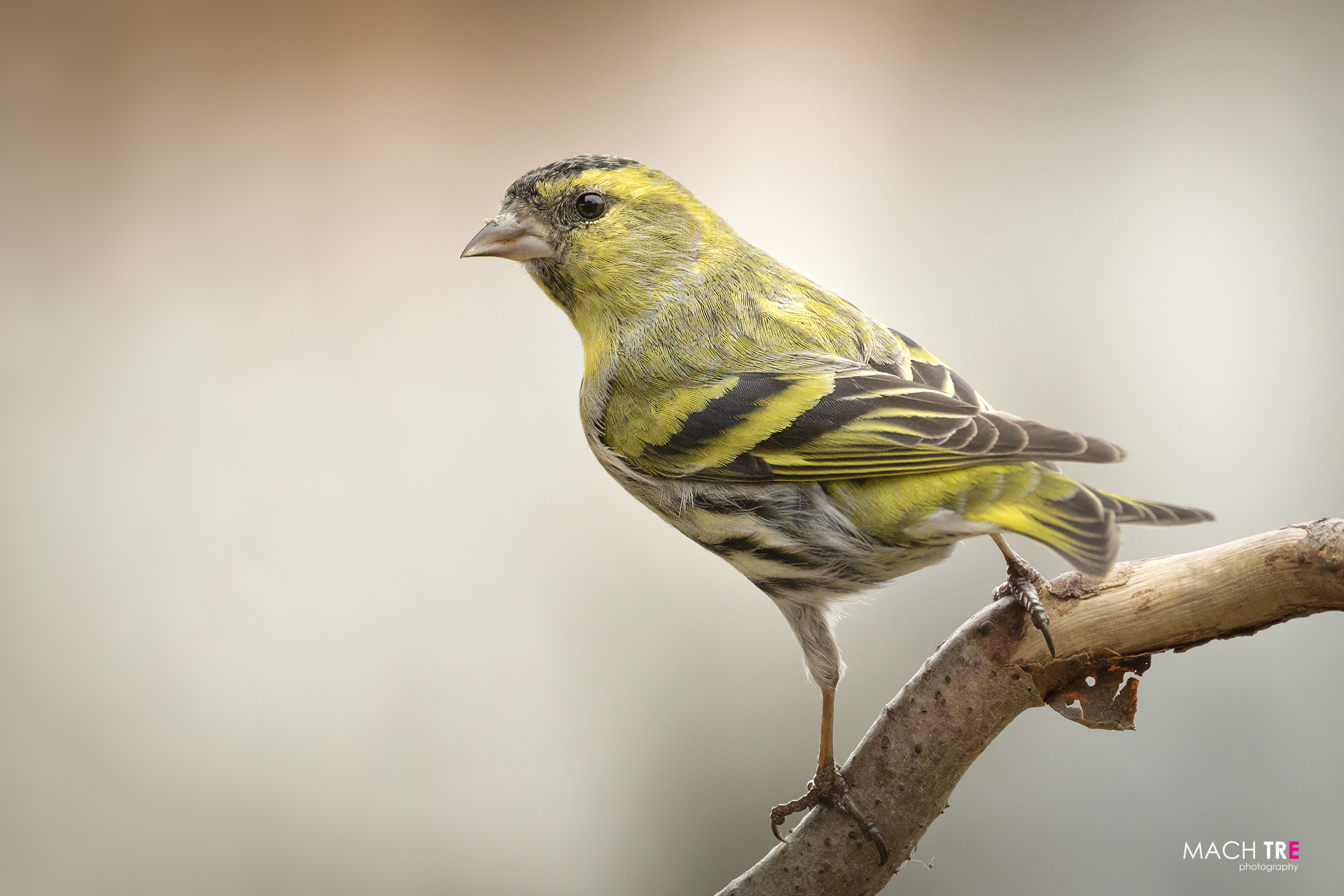 Lucherin (Carduelis spinus)