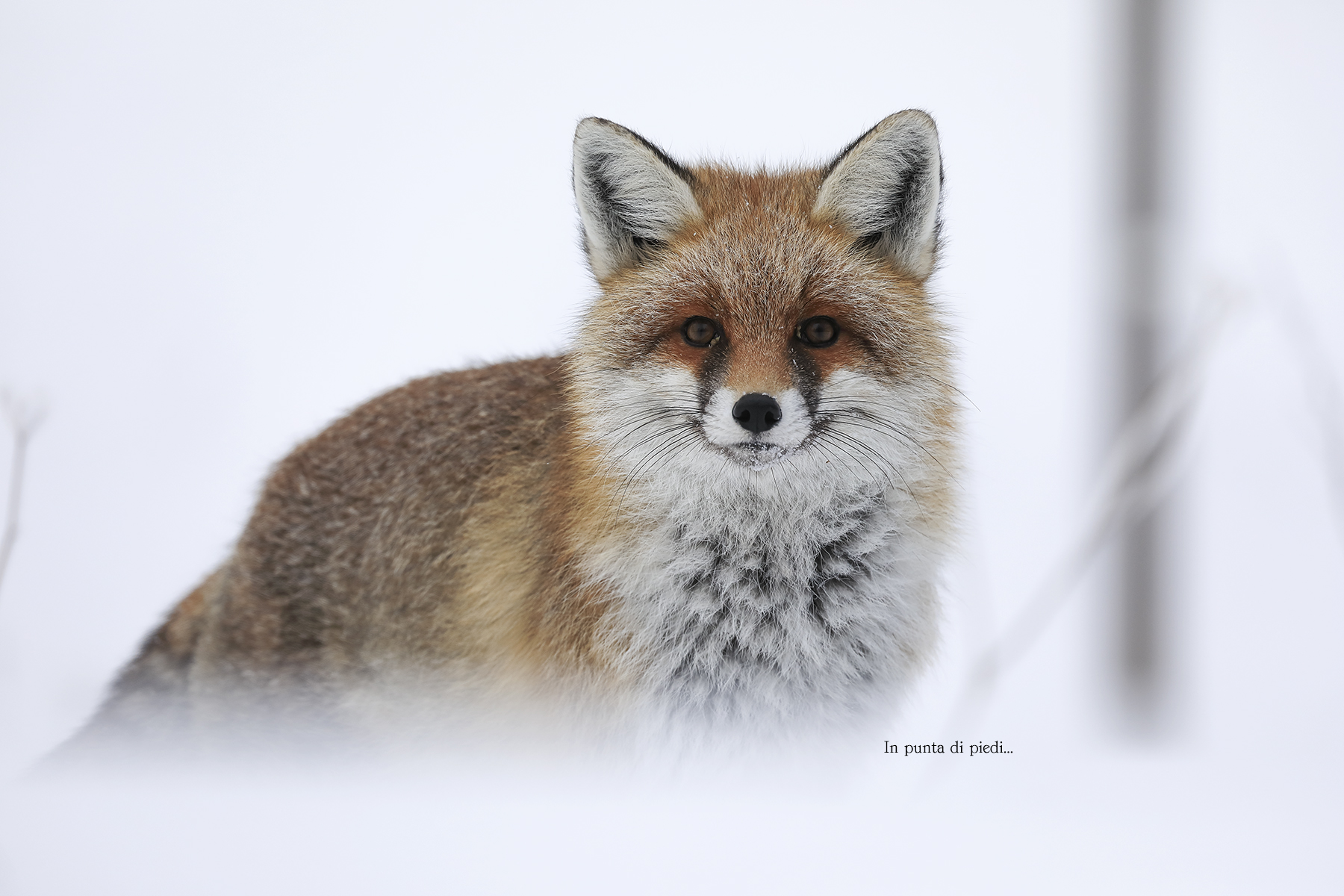 Io, Lui &male; ed il Burian...