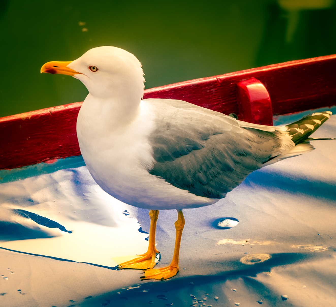 gull