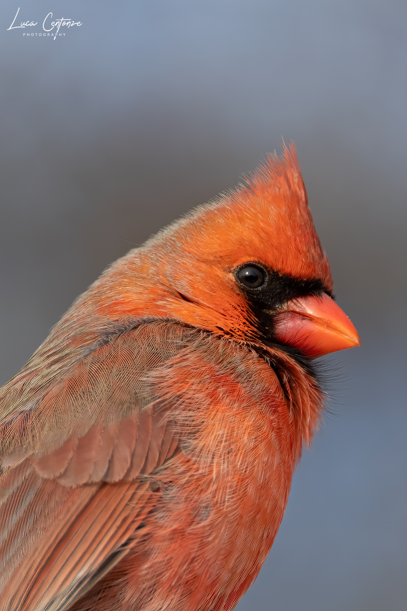 Ritratto di Northern Cardinal (maschio)