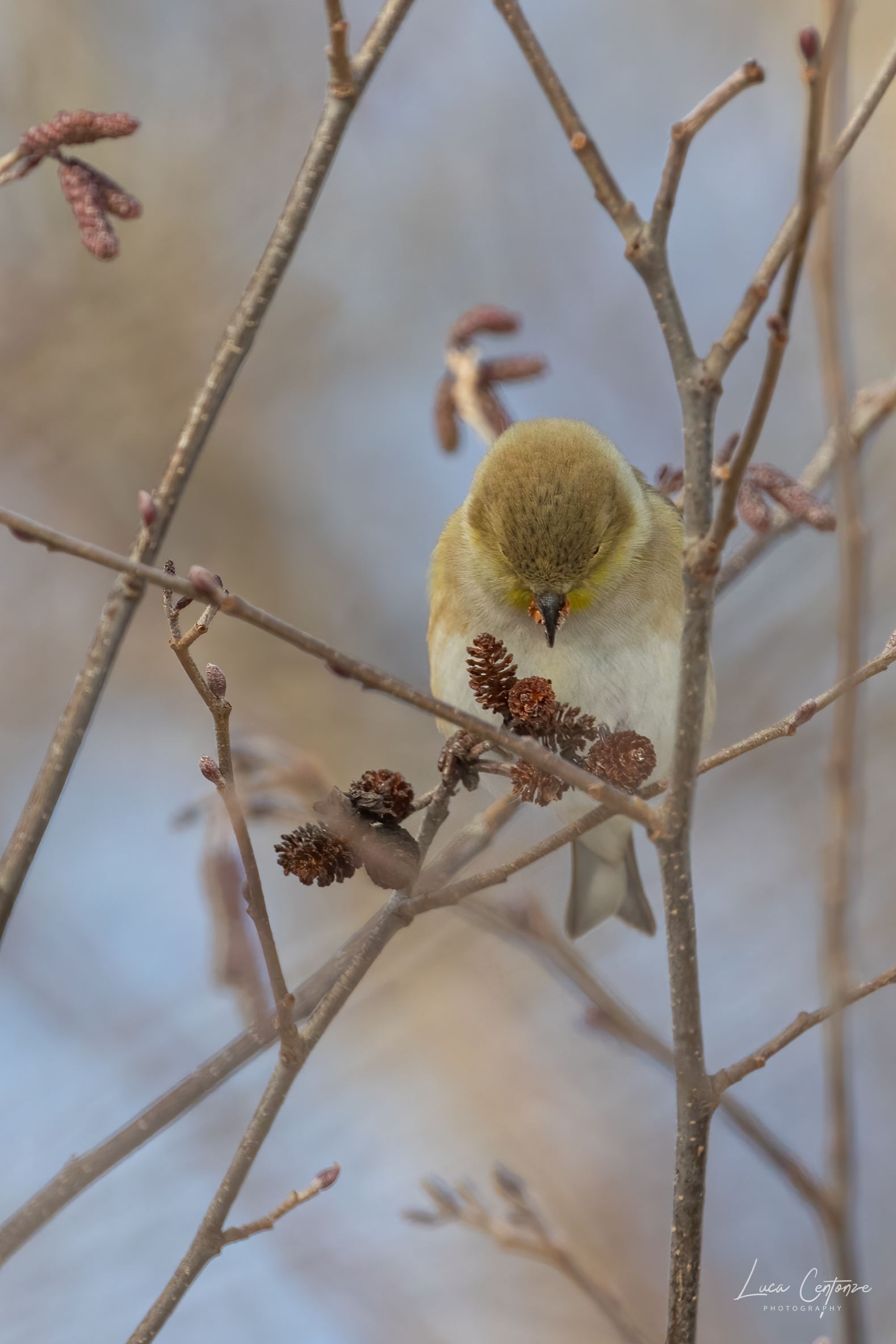 American Goldfinch (Spinus tristis)