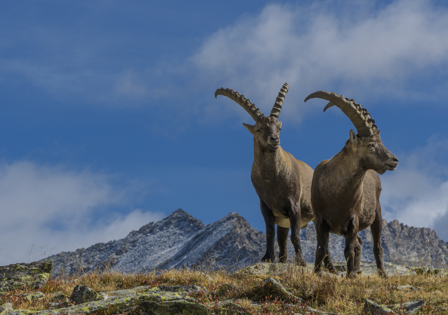 Incontri al Granpa...