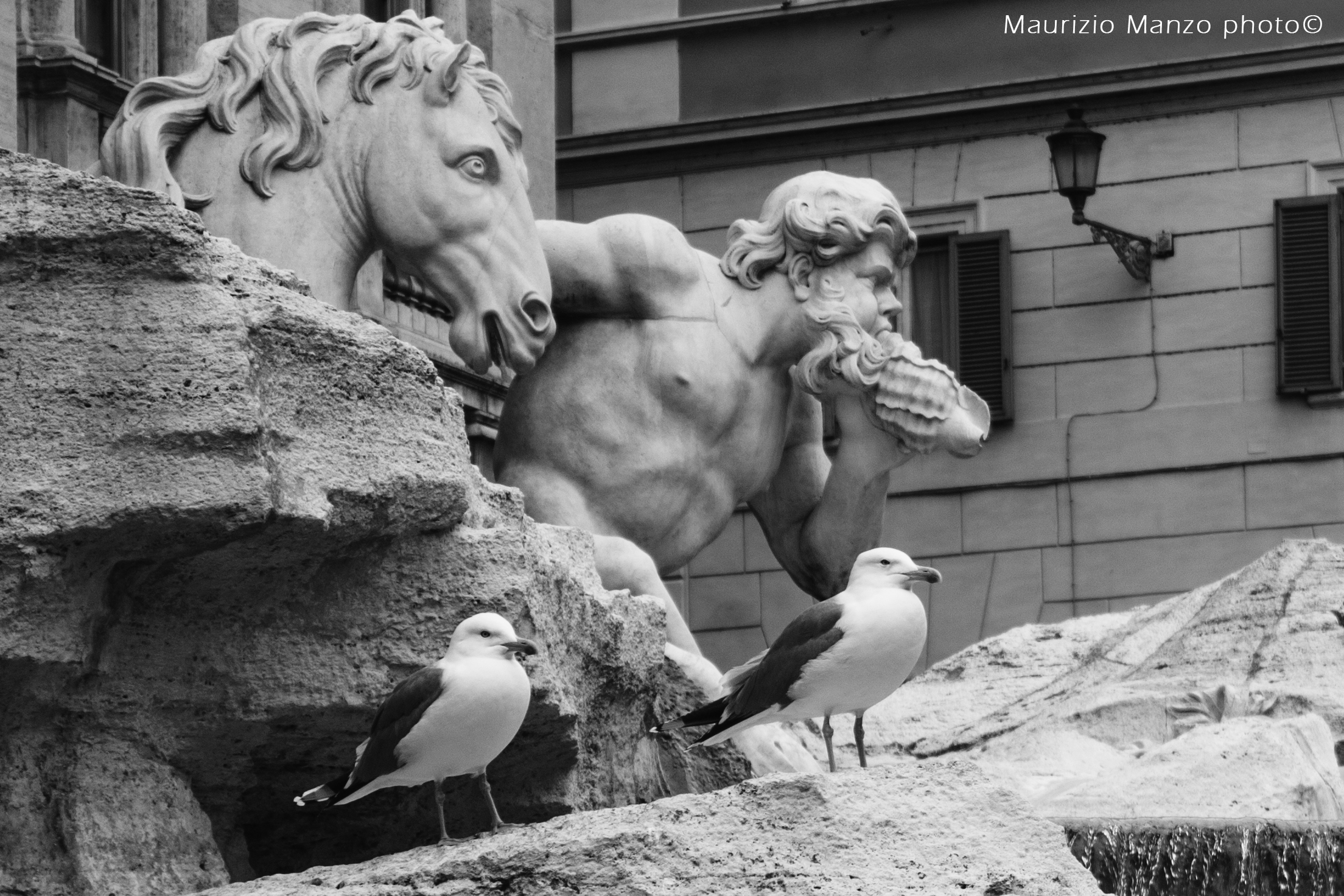Gabbiani sulla fontana di Trevi