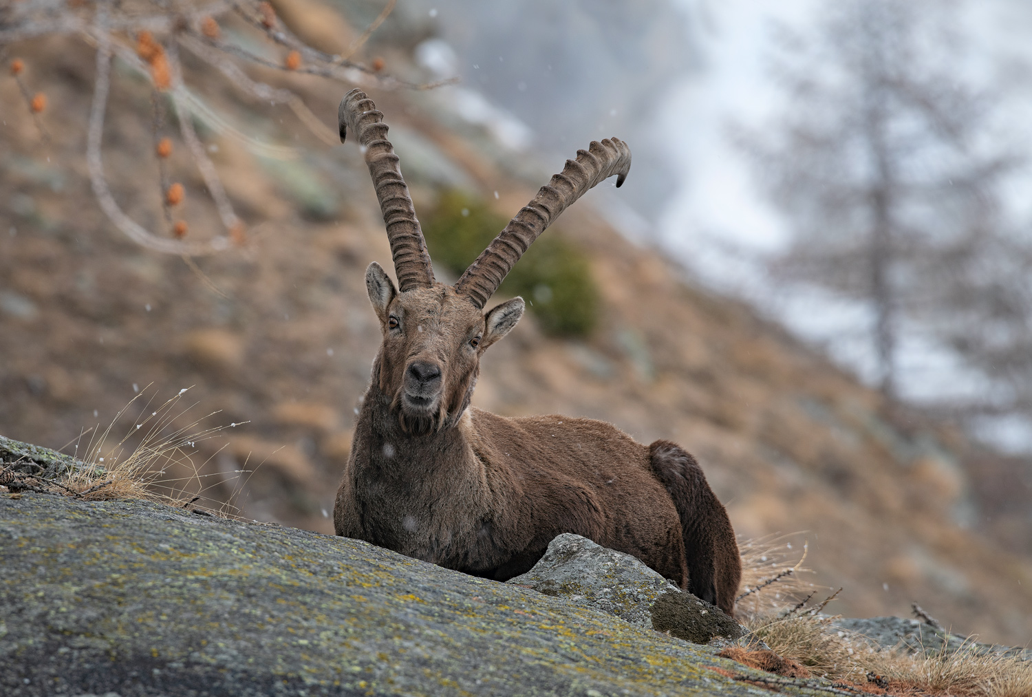 Ibex