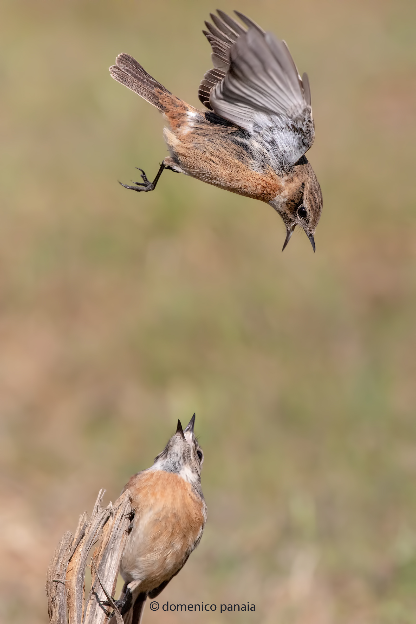 saltimpalo in lotta #2