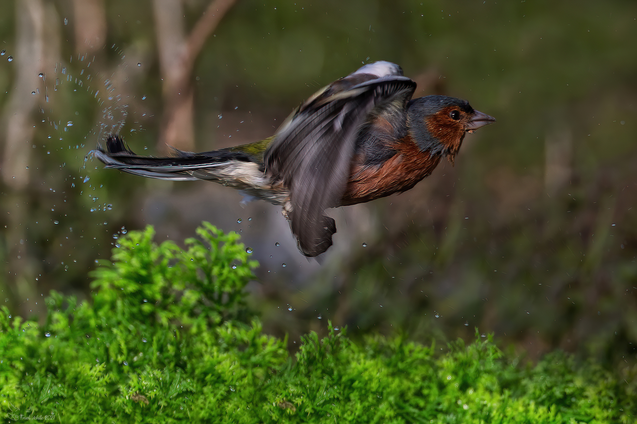 The satisfaction of the Finch ?? the exit from the bathroom