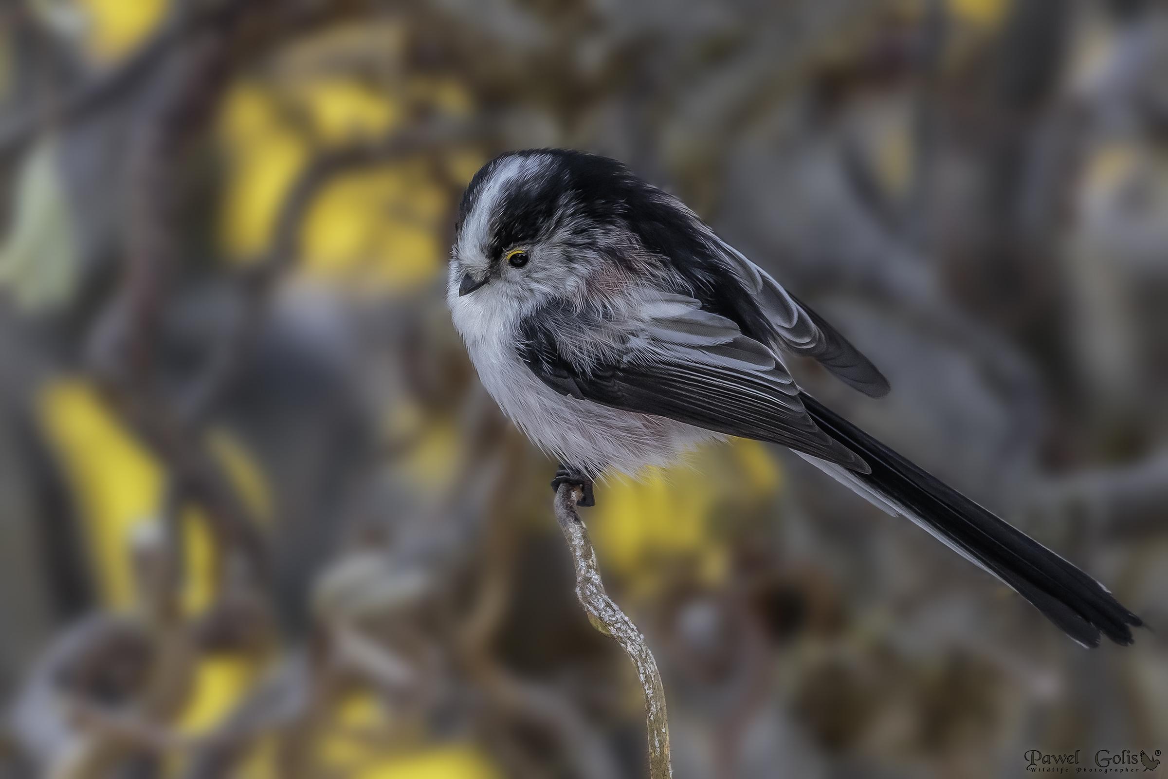 Long-tailed bushtit (Aegithalos caudatus)