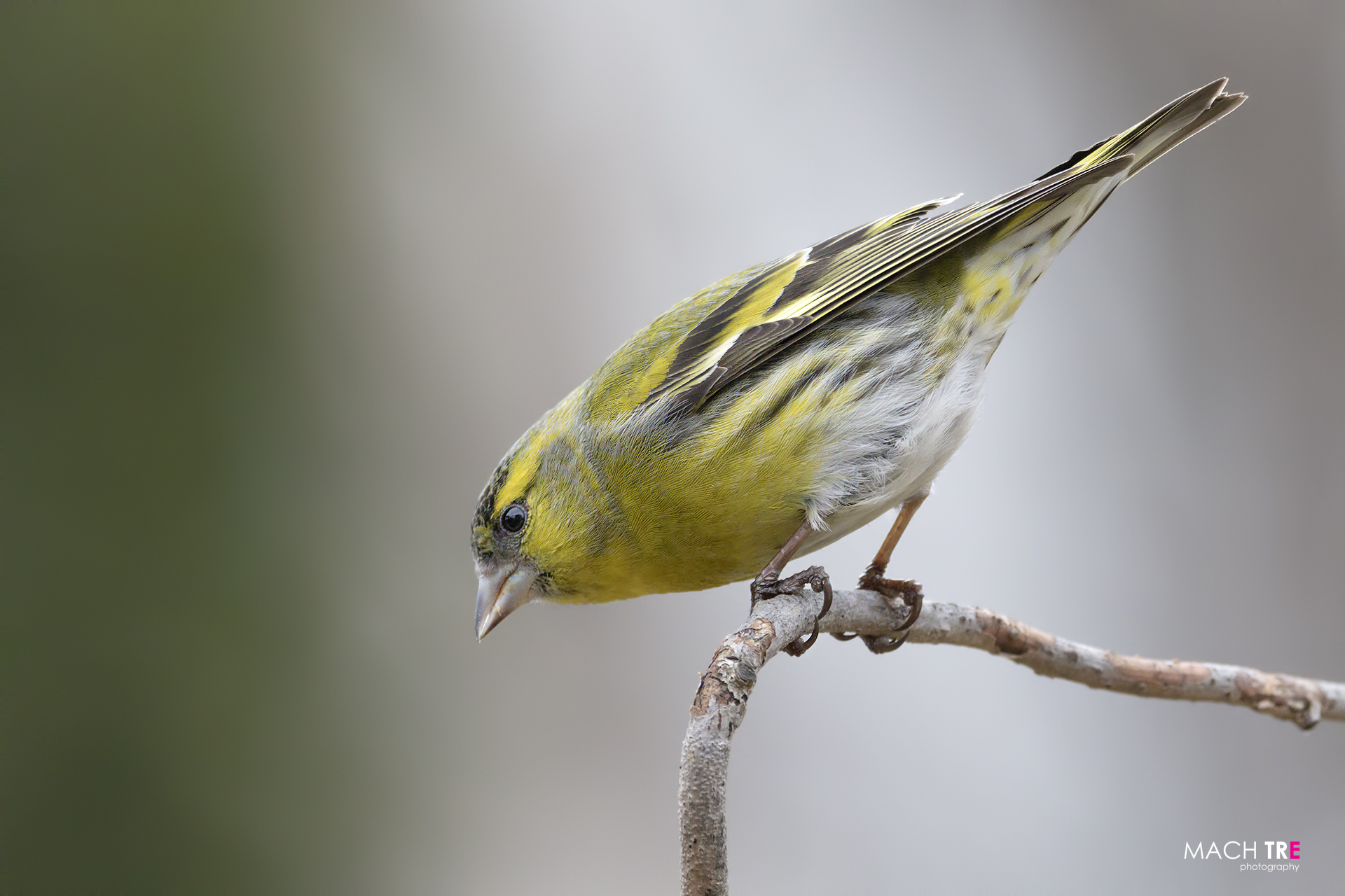 Lucherin (Carduelis spinus)