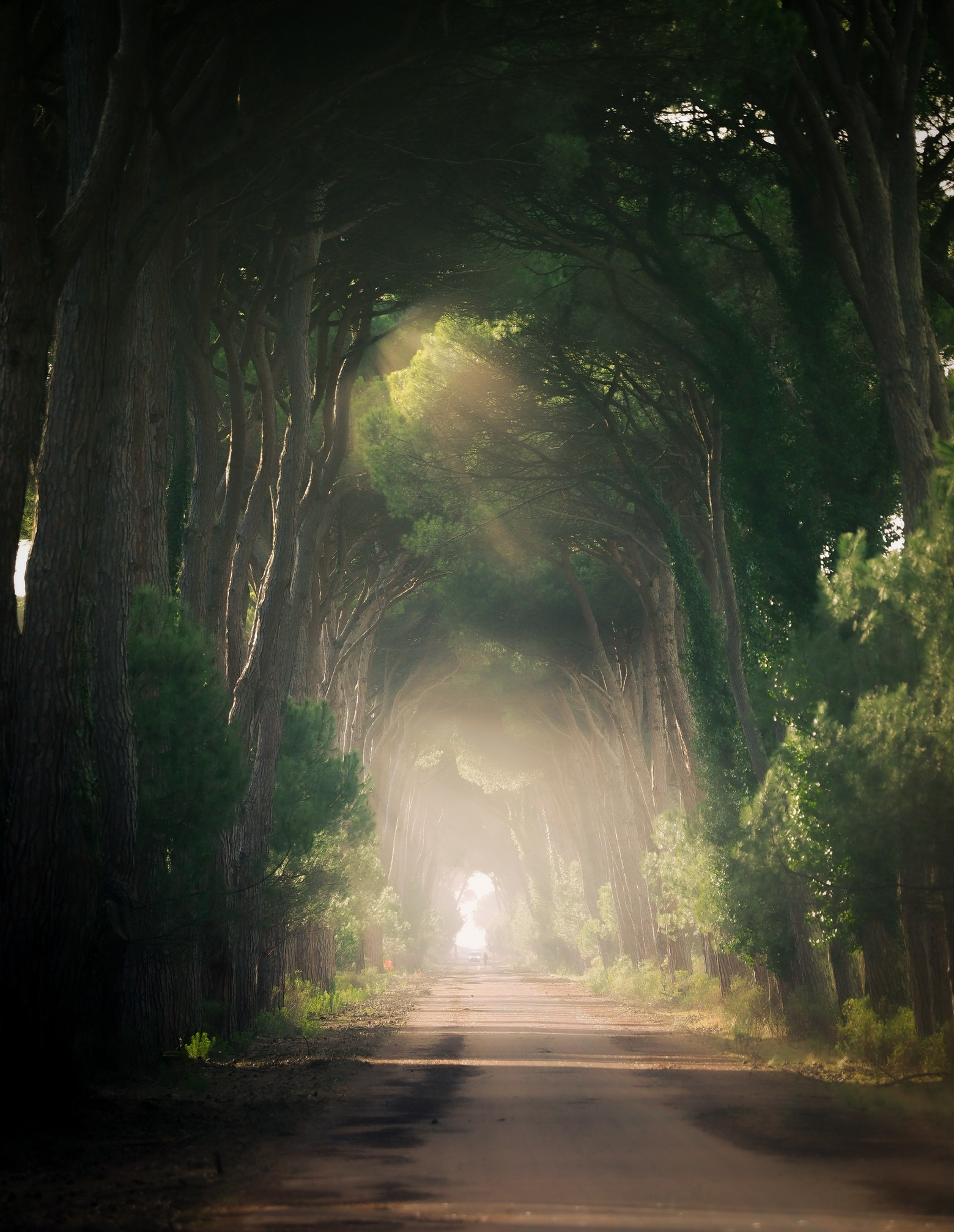 Parco naturale migliarino San Rossore