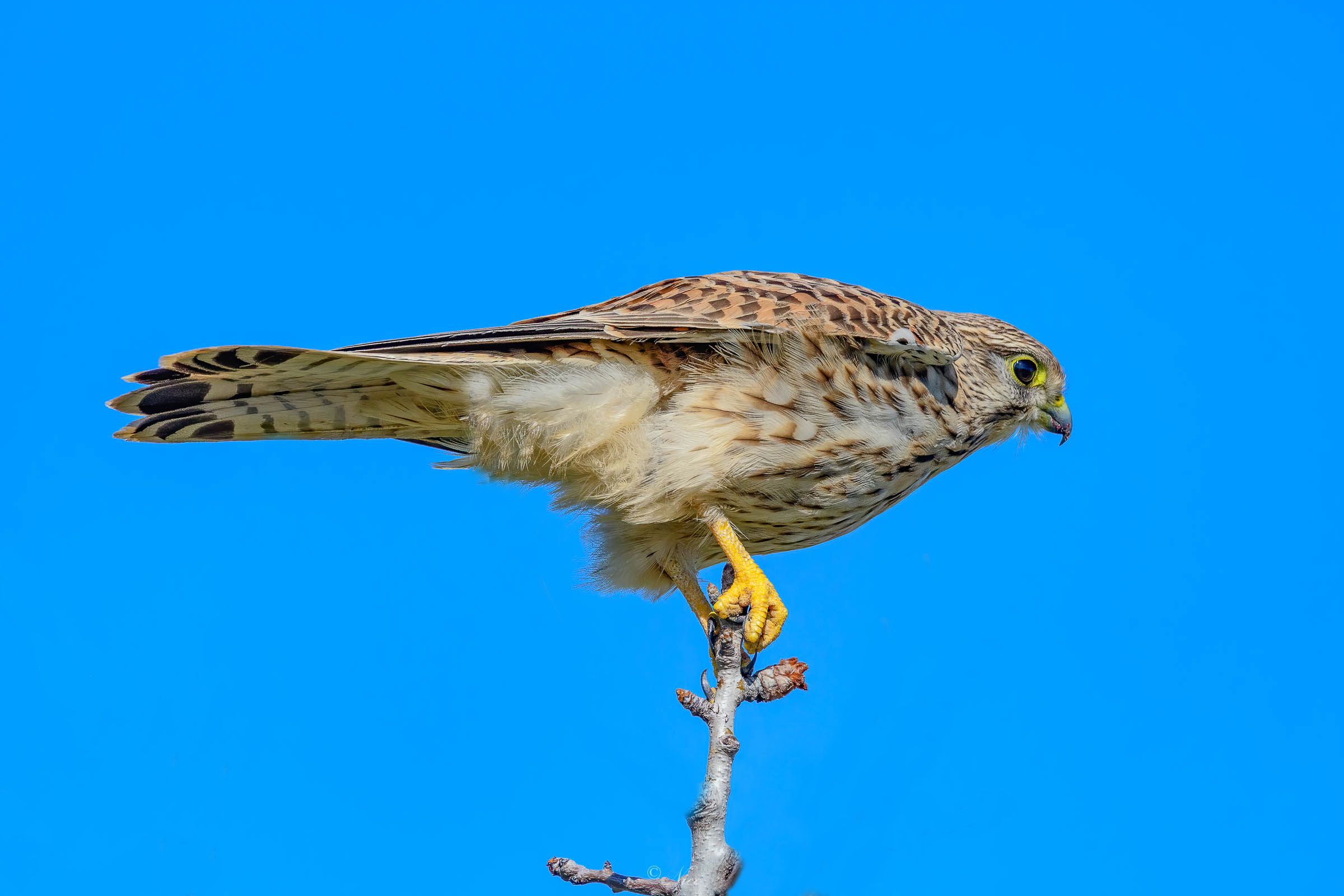 Always in the foreground