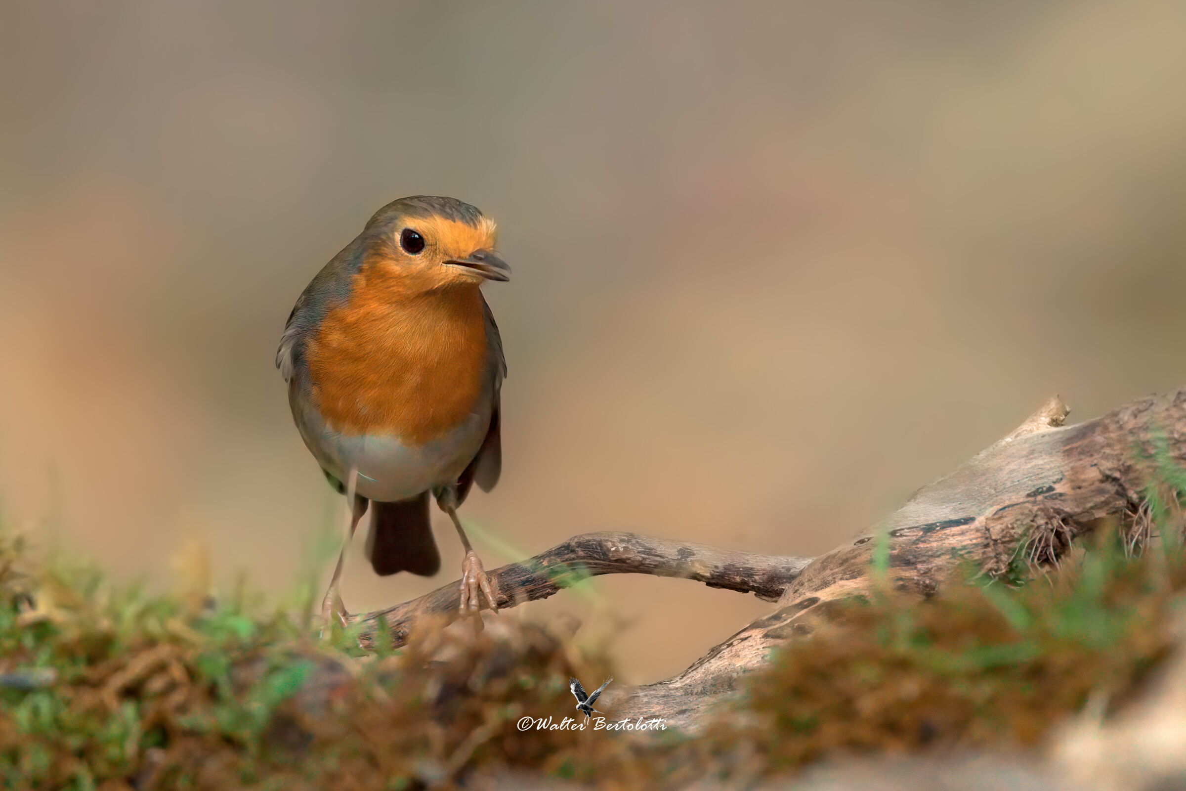Untitled Photo