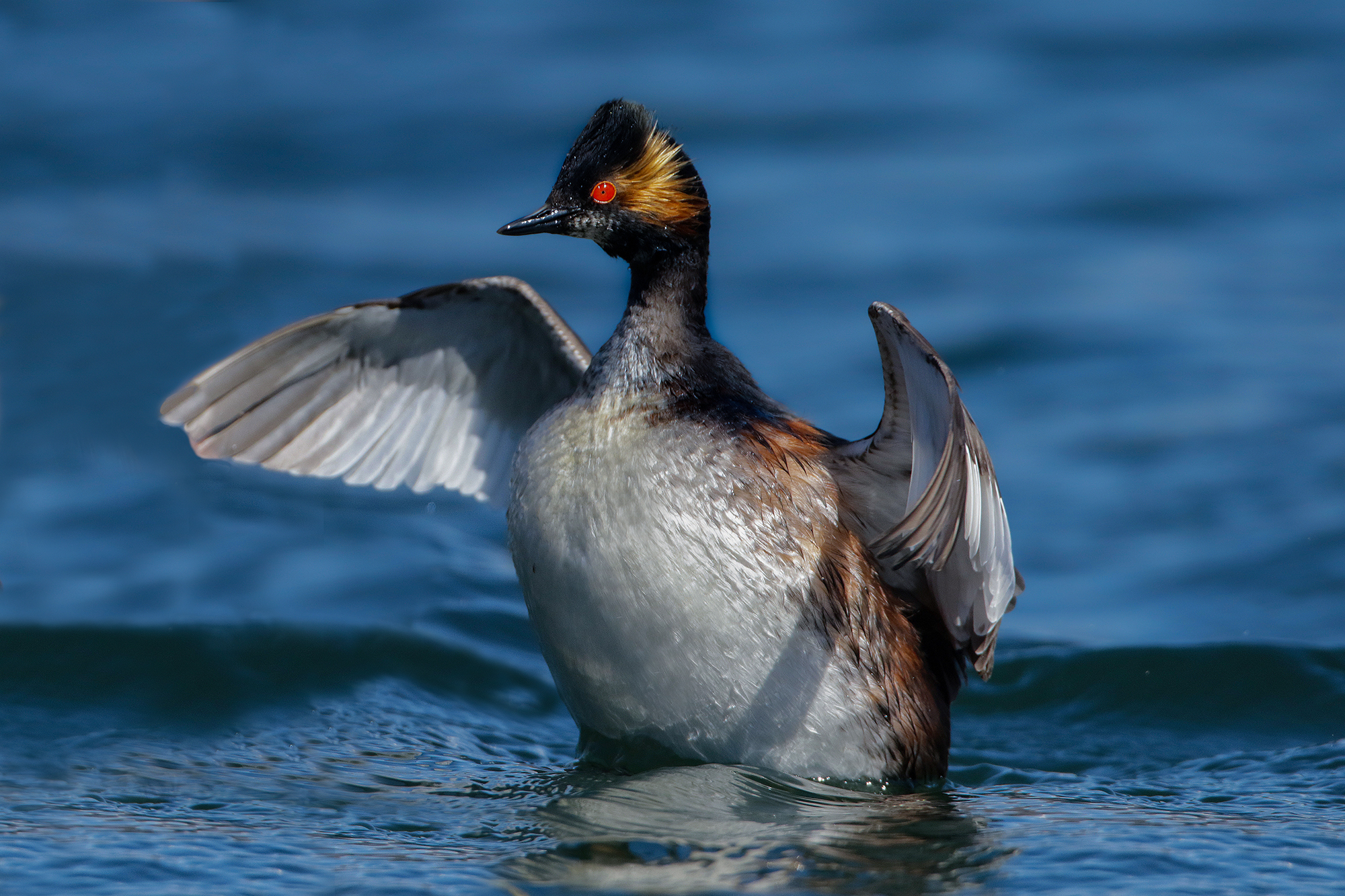 vi abbraccio tutti, svasso piccolo