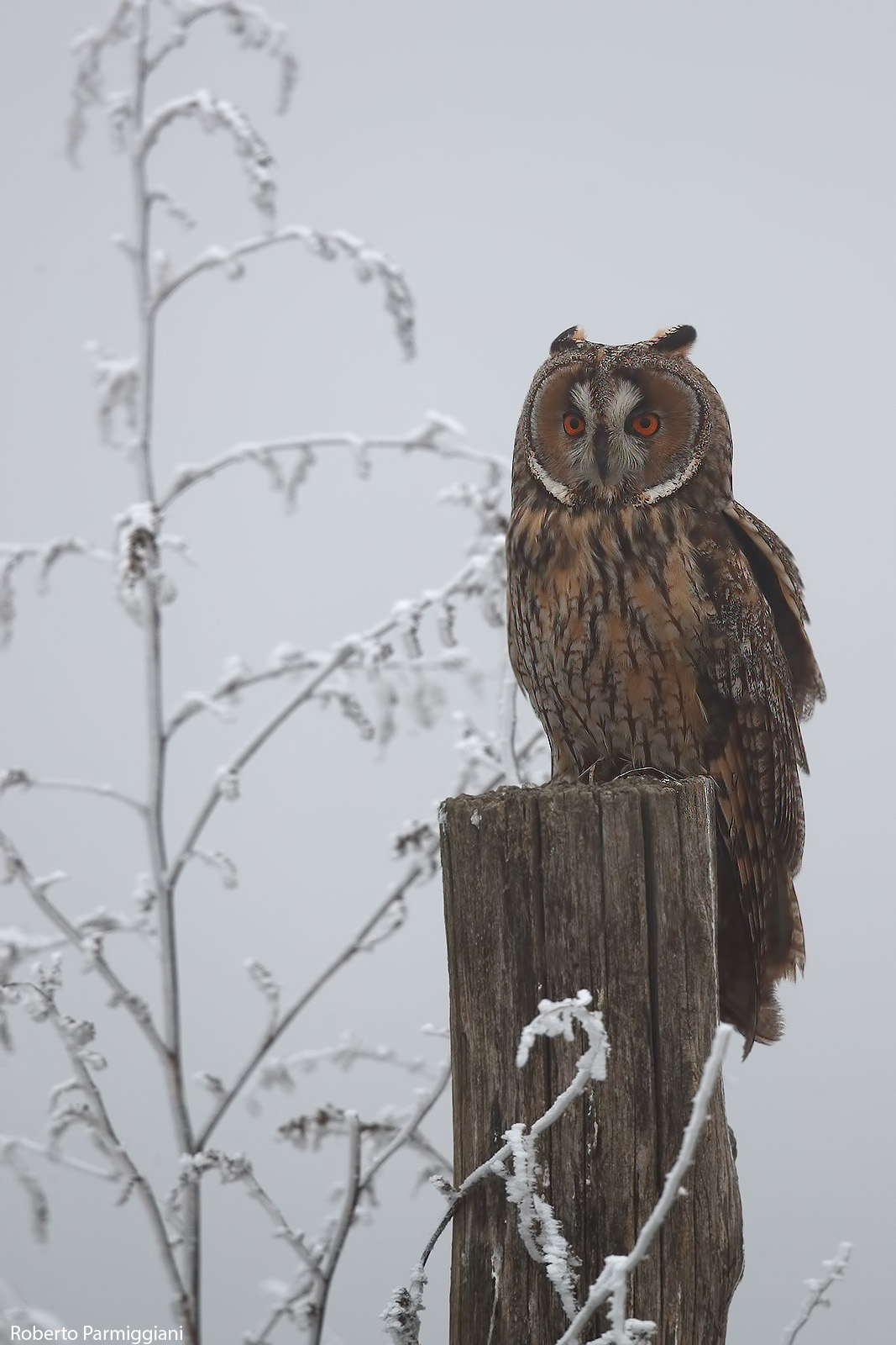 Frozen and misty day