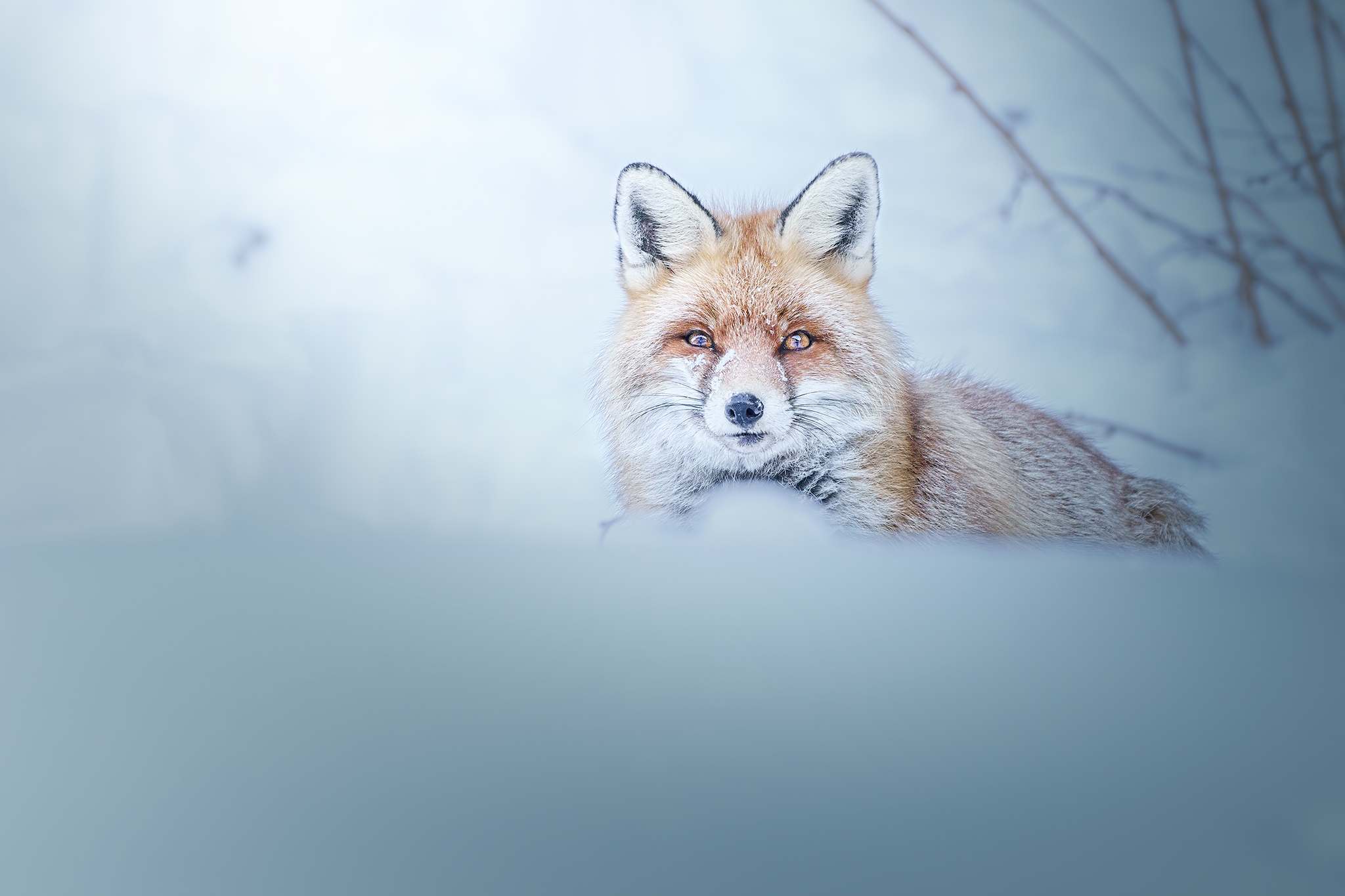 Lady in the Snow
