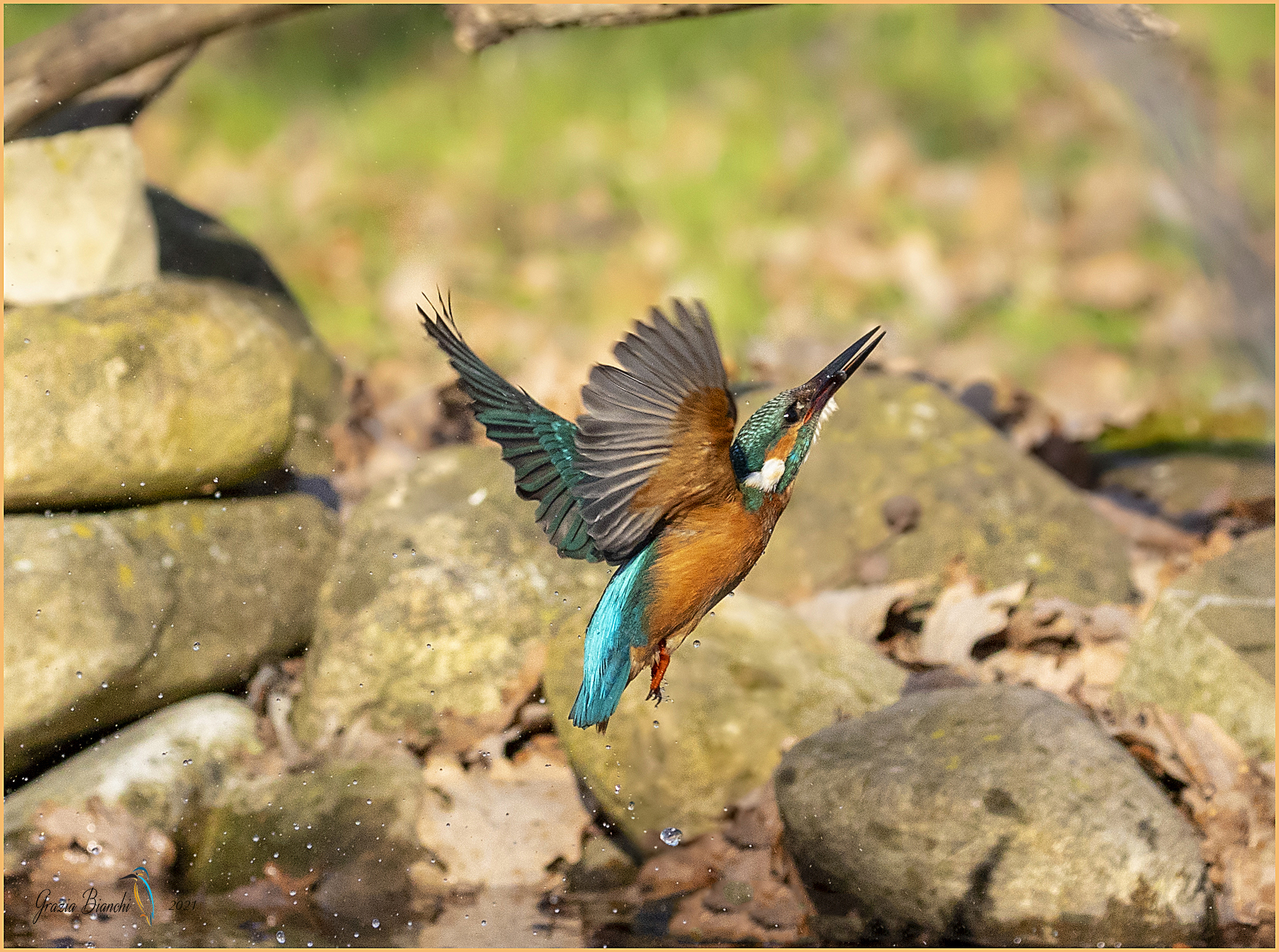 Martin pescatore (Alcedo atthis) - parco della Piana